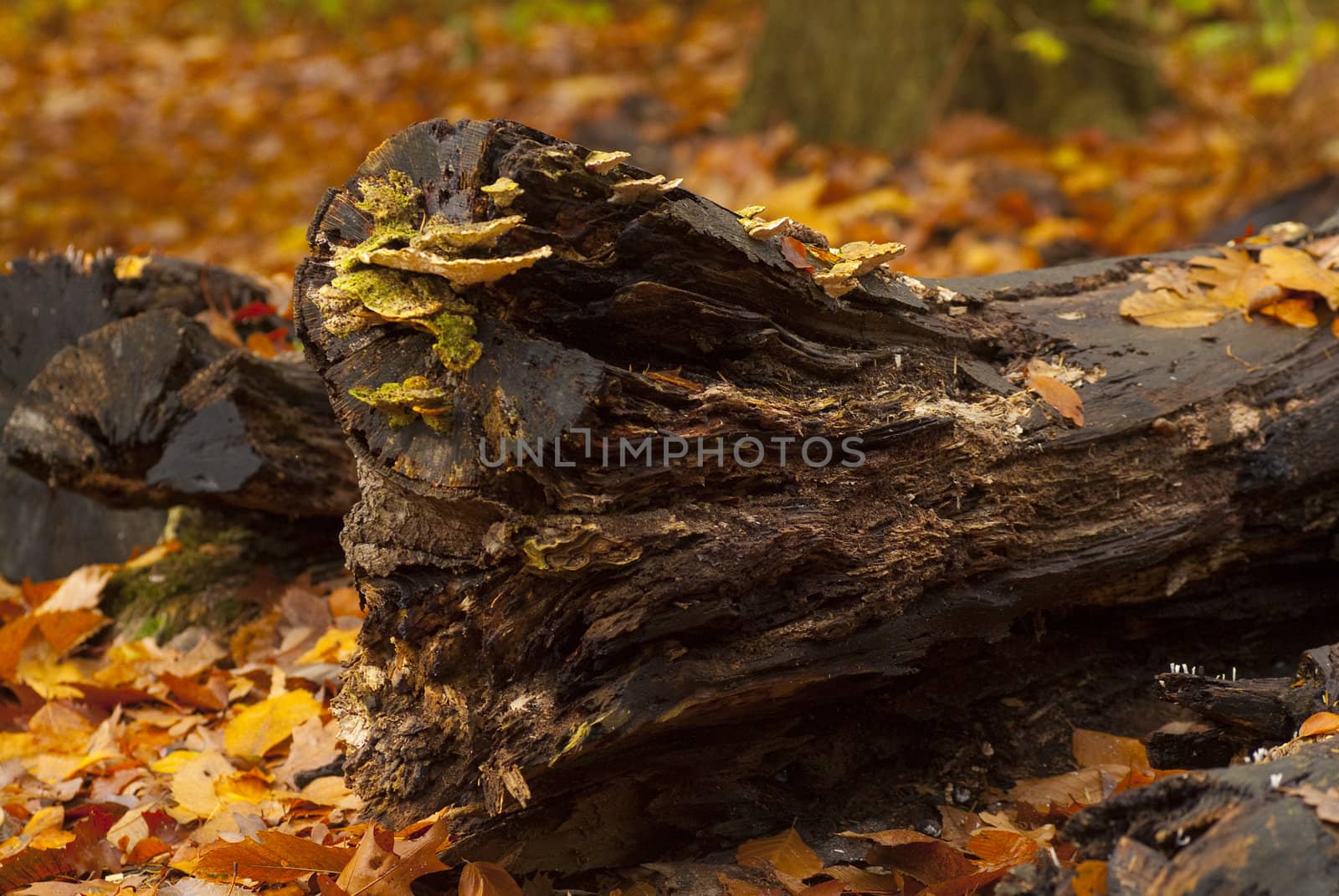 Autumn in 's Gravenland by medsofoto