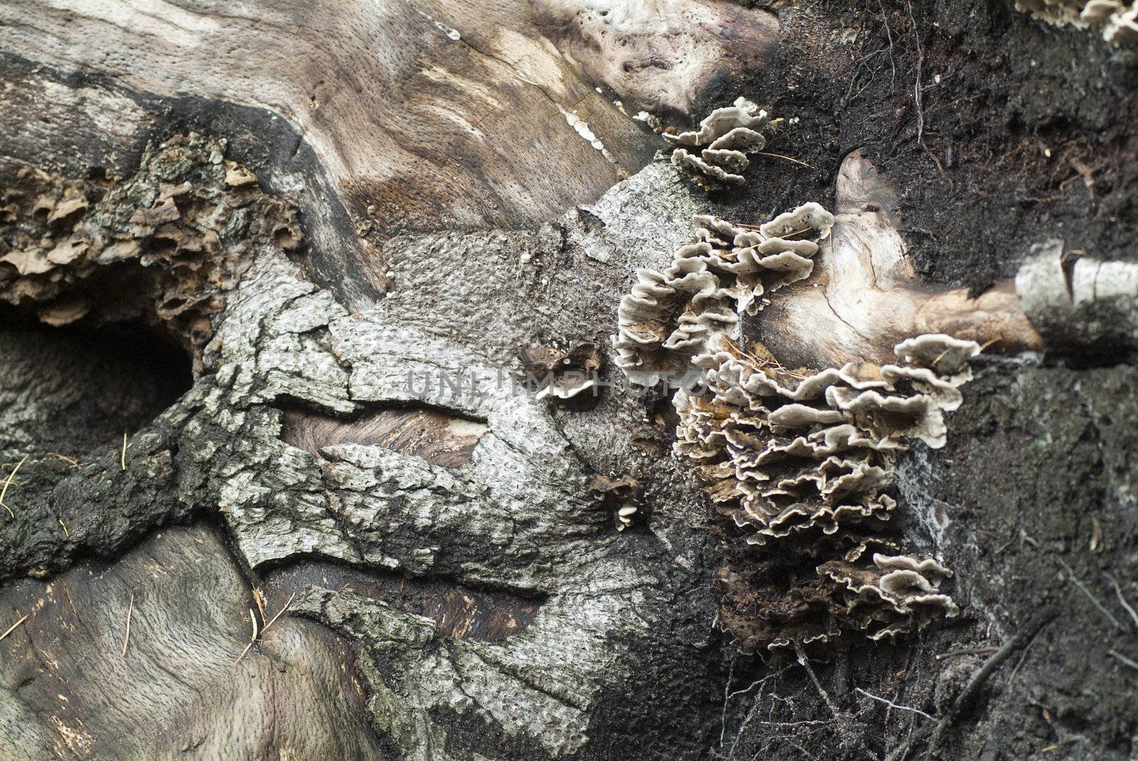 mushroom on treetrunk