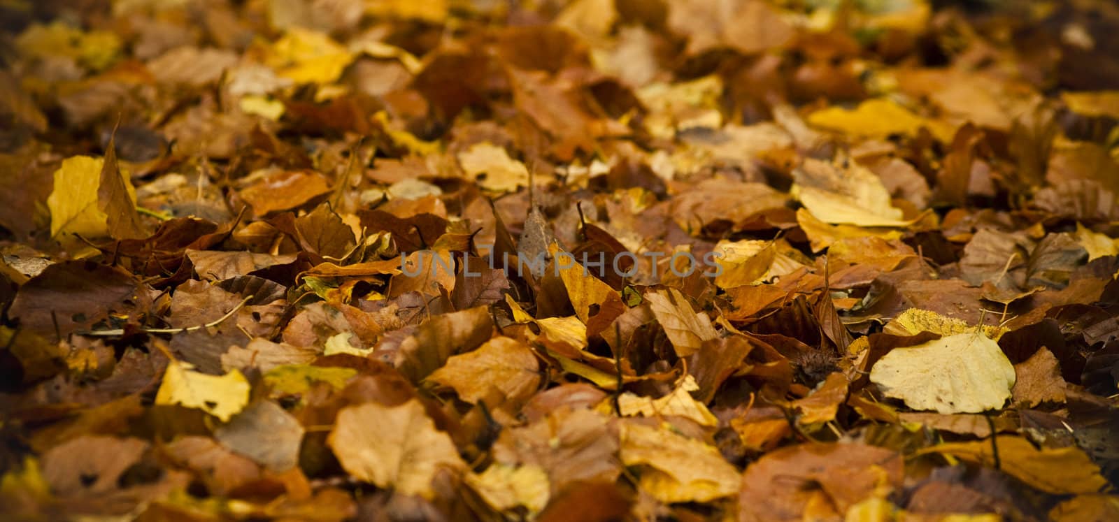 golden leafs