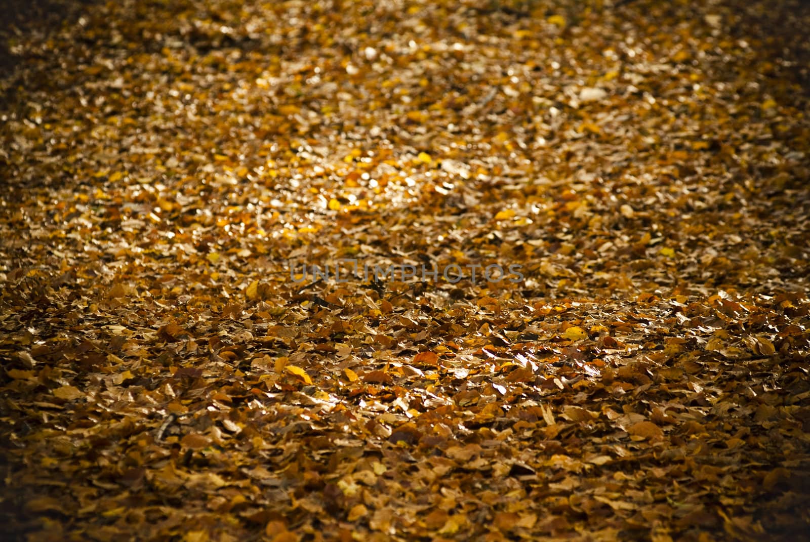 Autumn in 's Gravenland by medsofoto