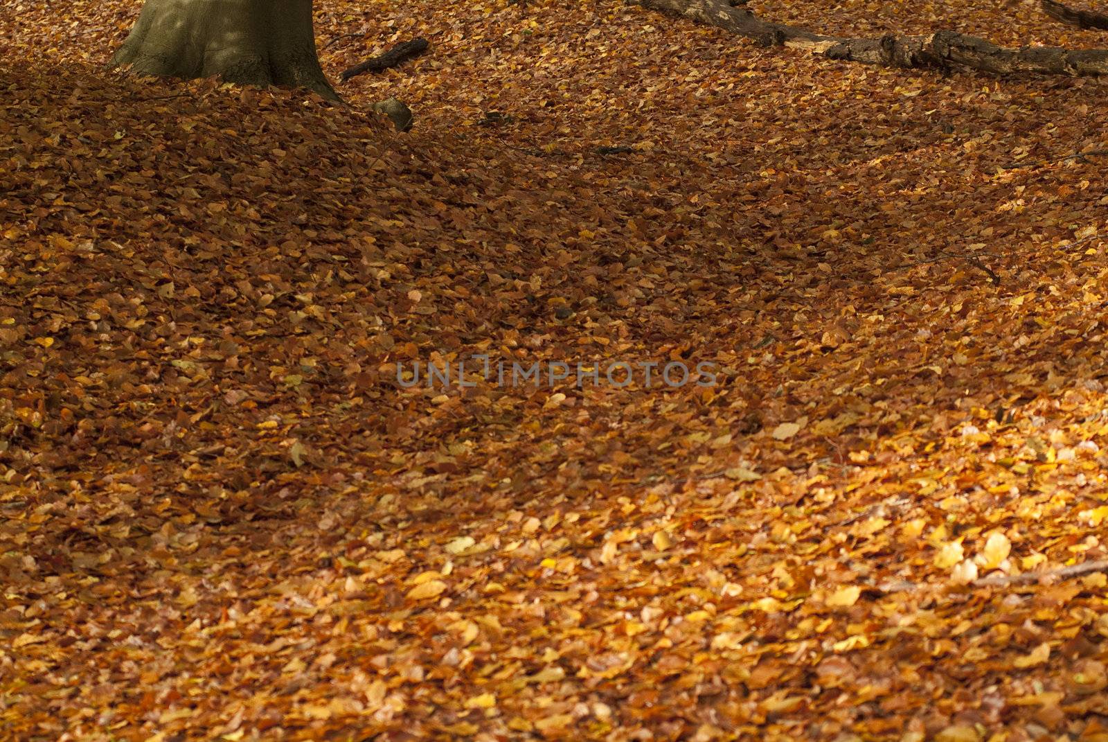 forest floor in autumn covered in golden leafs 
