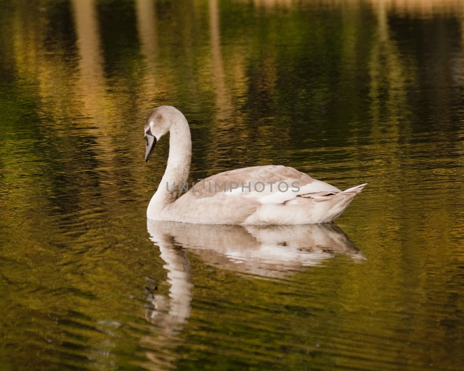 swan in lake