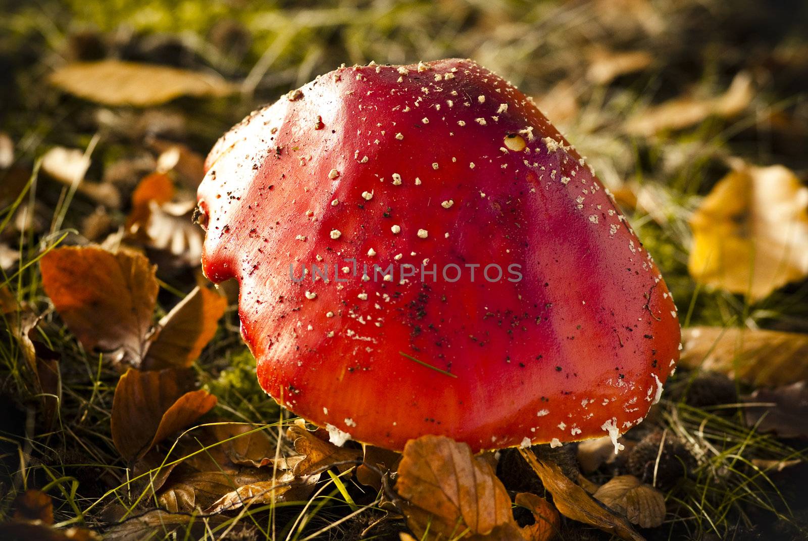 red boletus with white spots