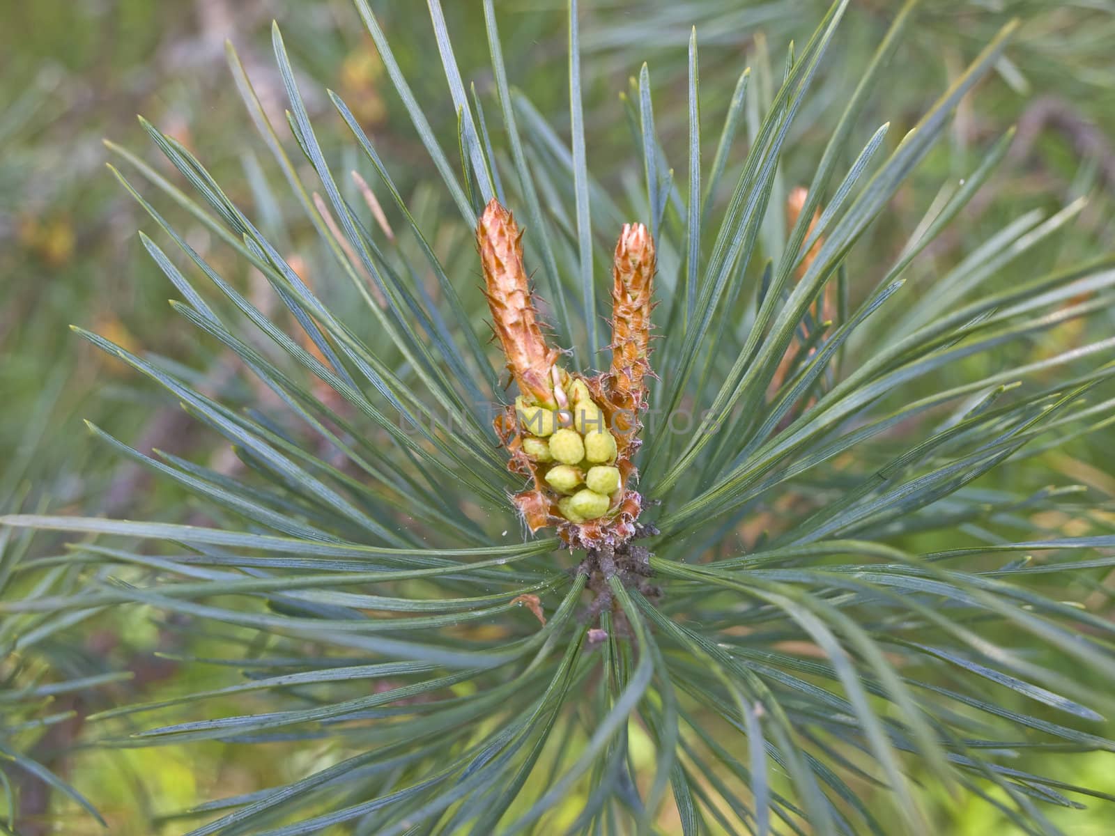 Pine tree brunch with yang spring strobile