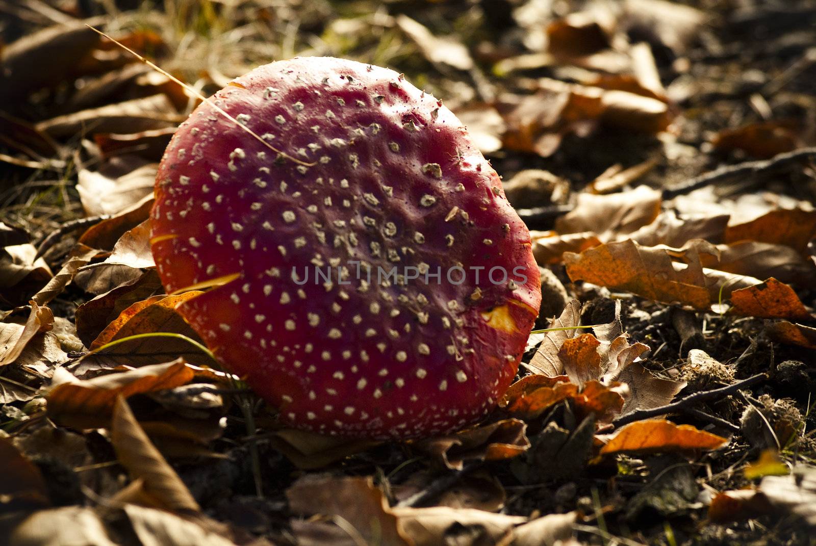 red boletus with white spots