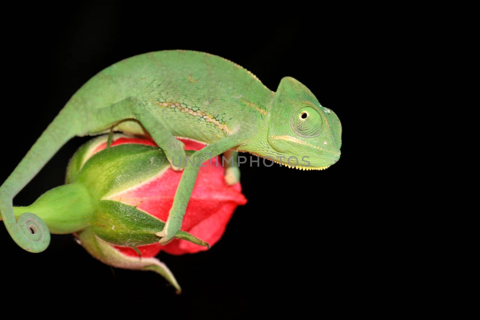 image of a young chameleon