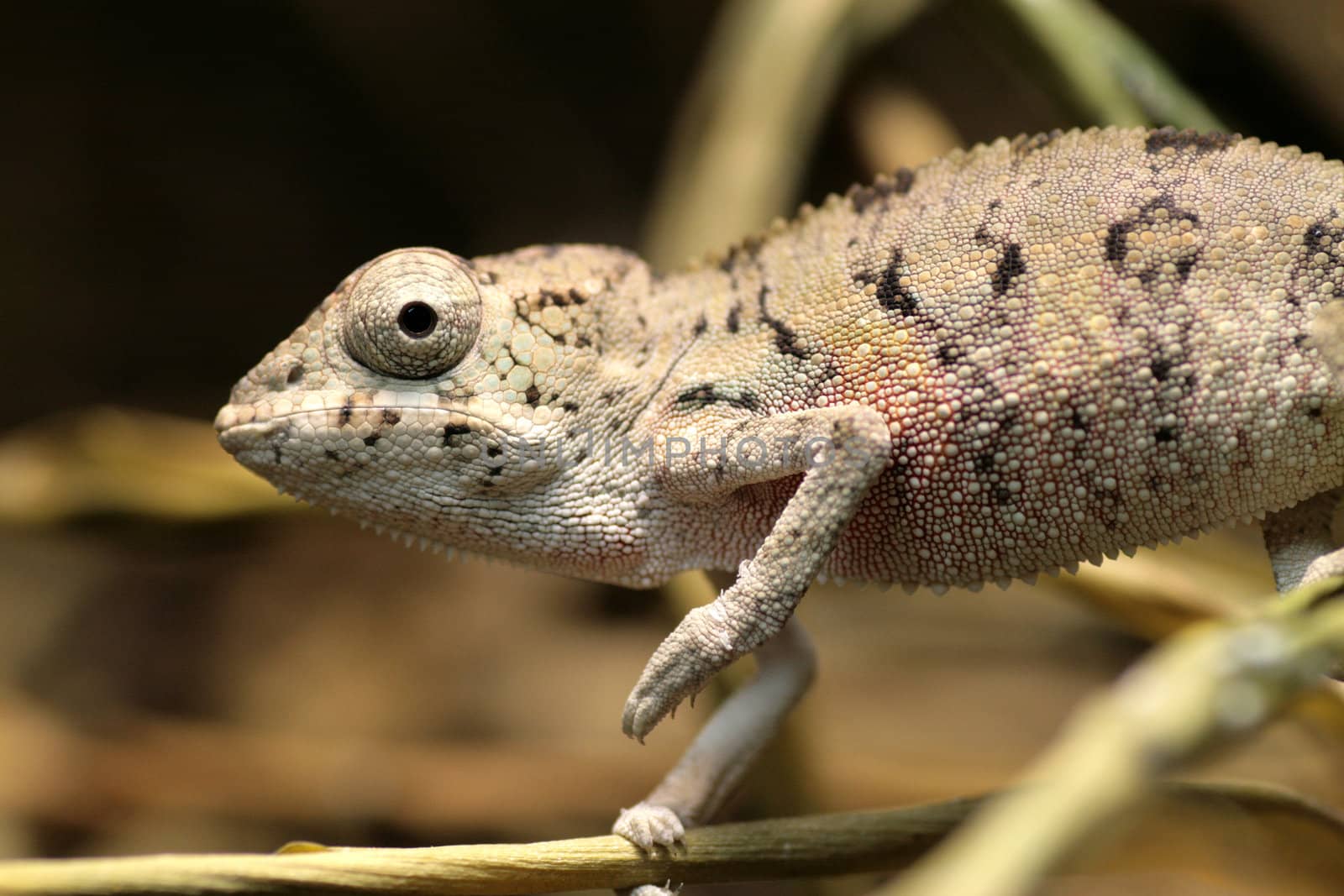 image of a young chameleon