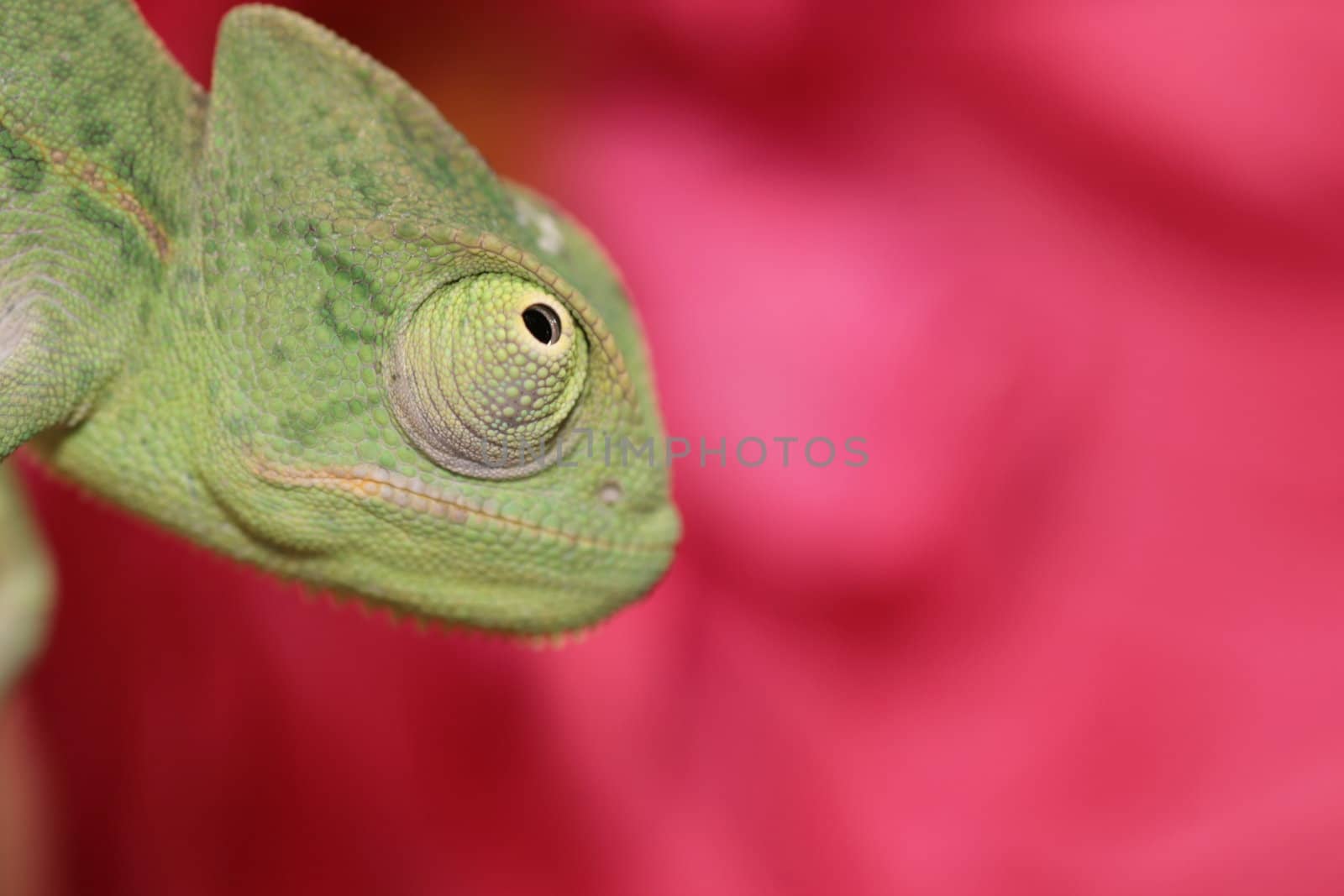 image of a young chameleon