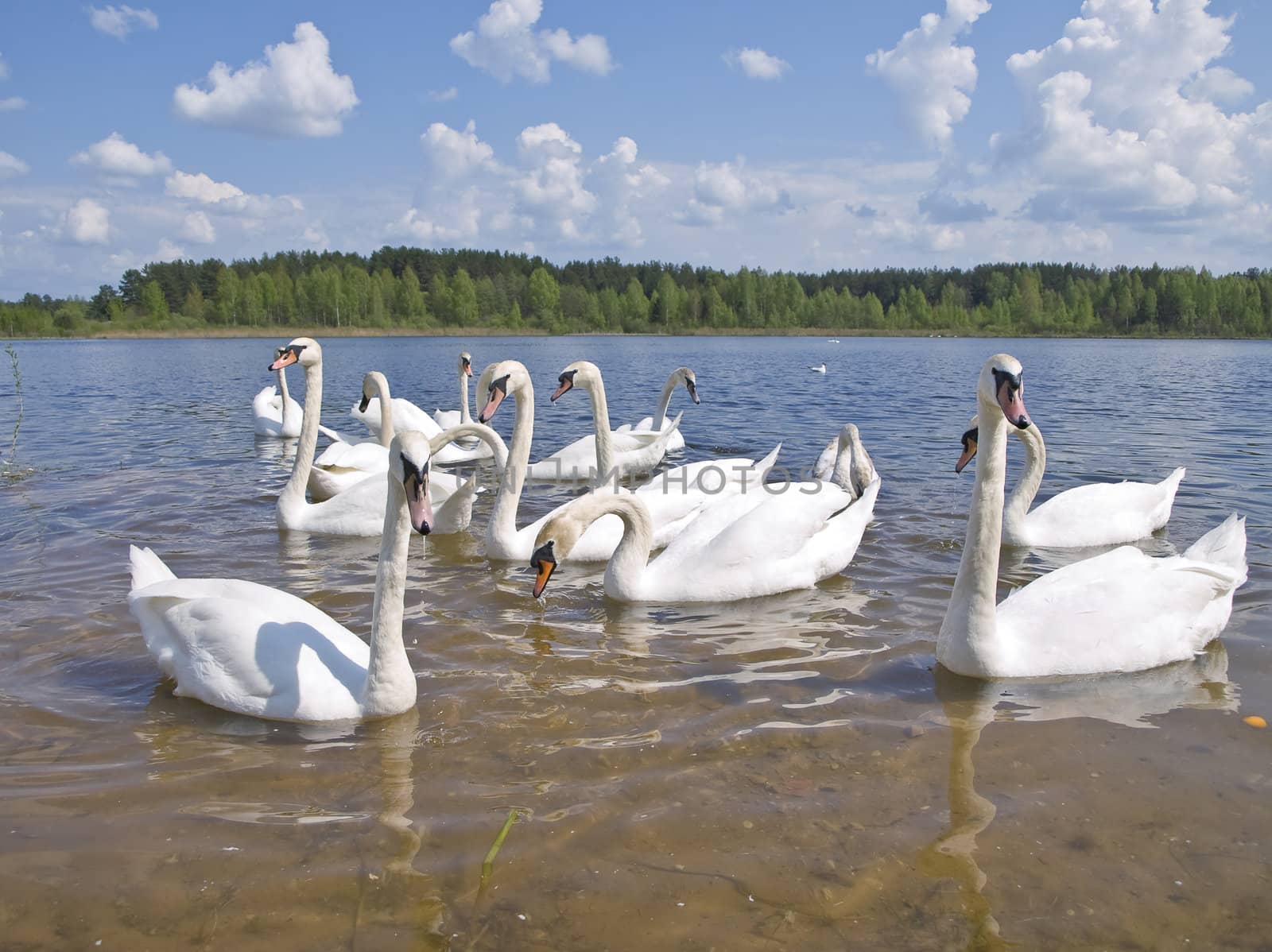 colony of white swans at the lake