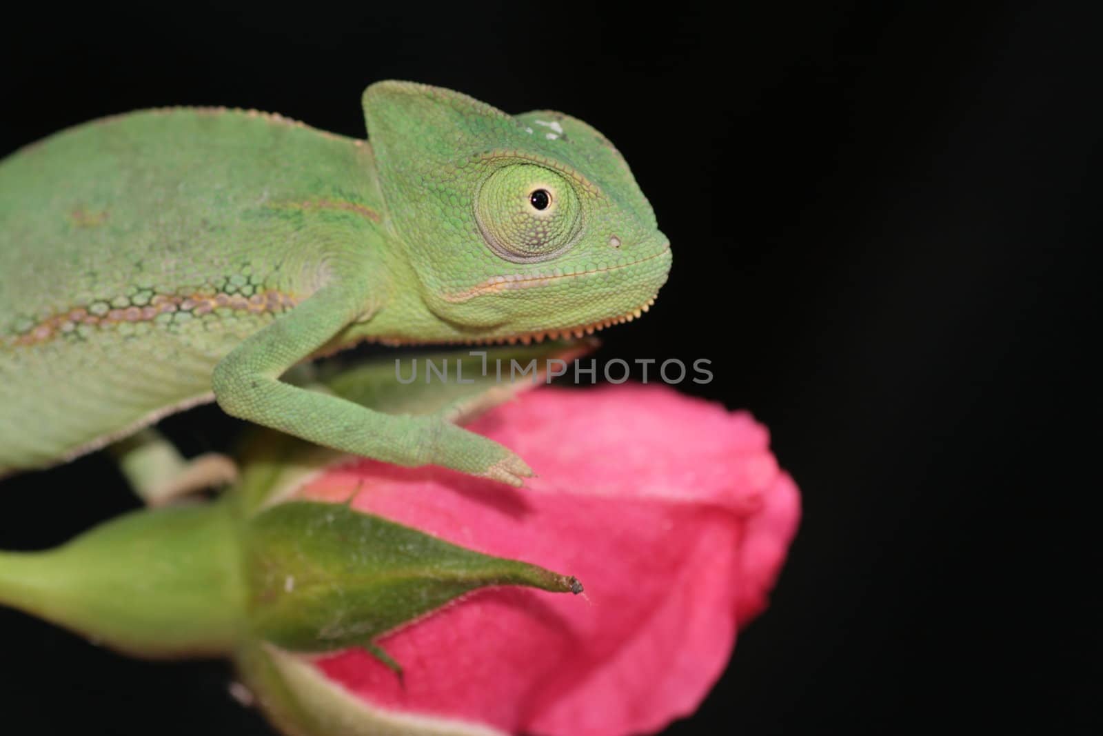image of a young chameleon