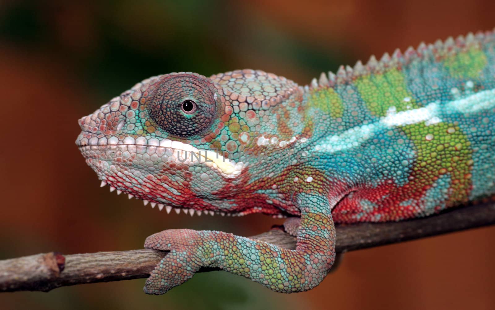 image of a young chameleon