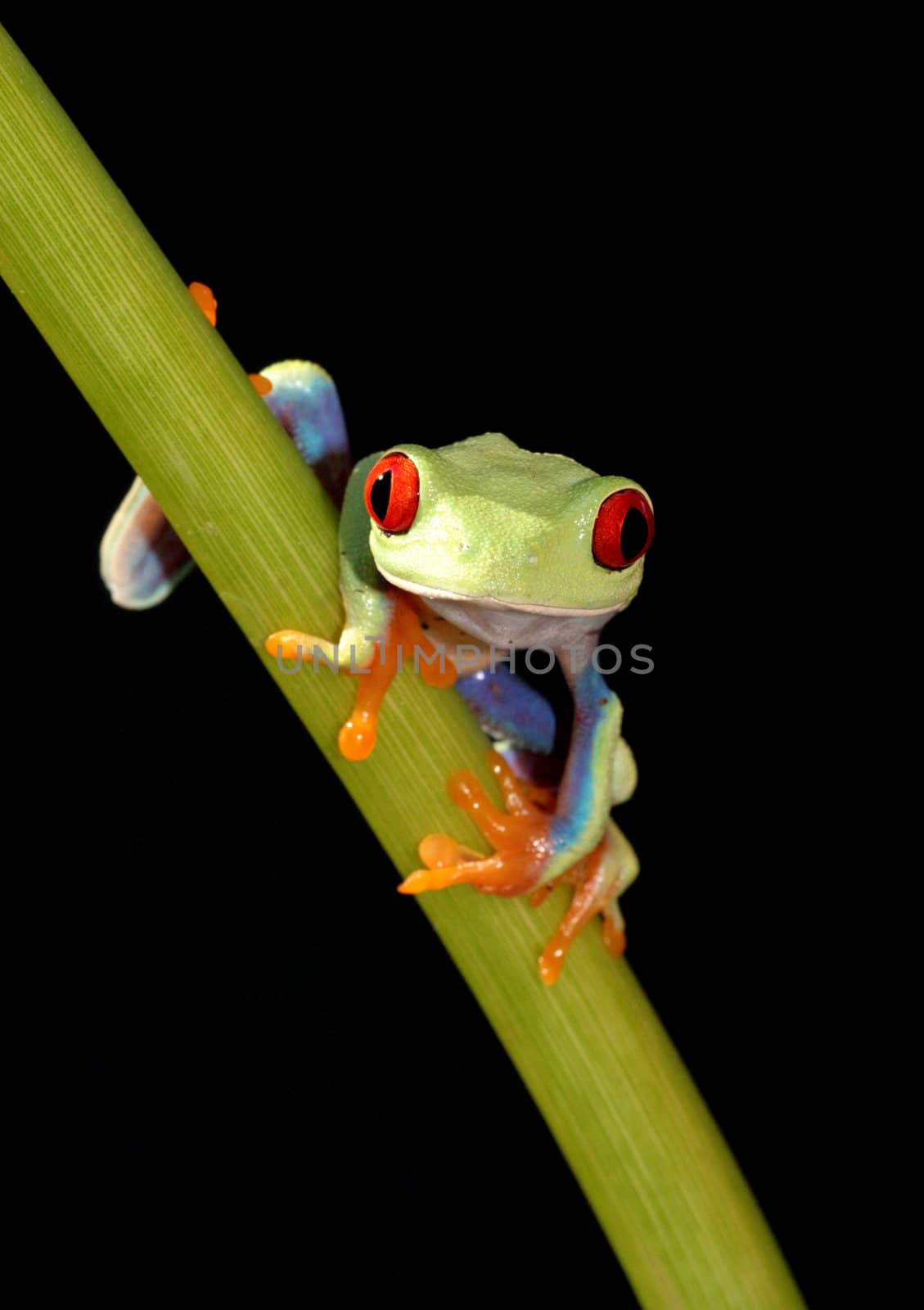 one of the most beautiful creatures on planet earth:the red eyed tree frog (agalychnis callidryas)