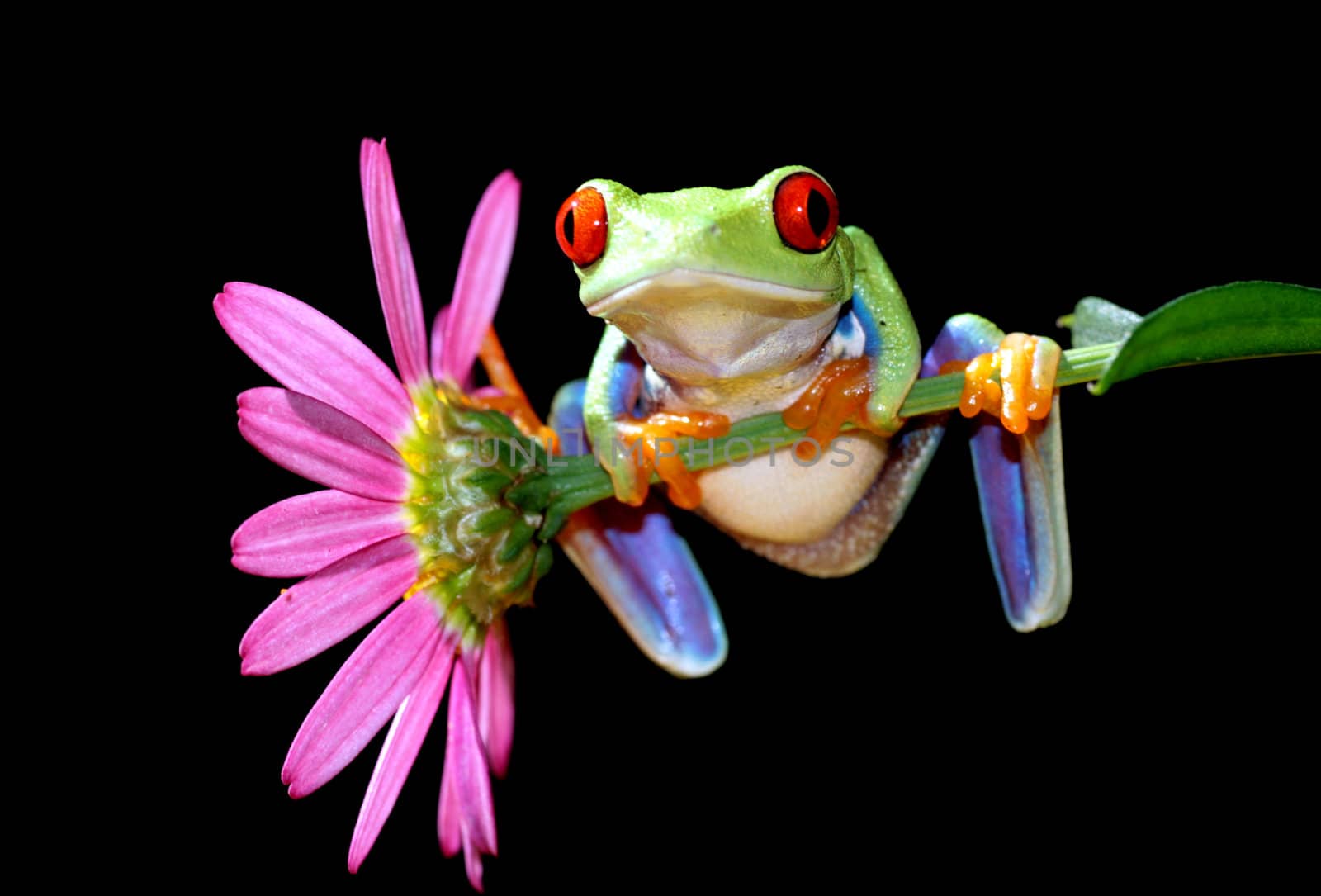 one of the most beautiful creatures on planet earth:the red eyed tree frog (agalychnis callidryas)