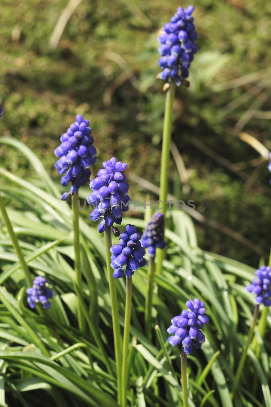 grape hyacinths a pretty bell like cluster of blue flowers on a long stem