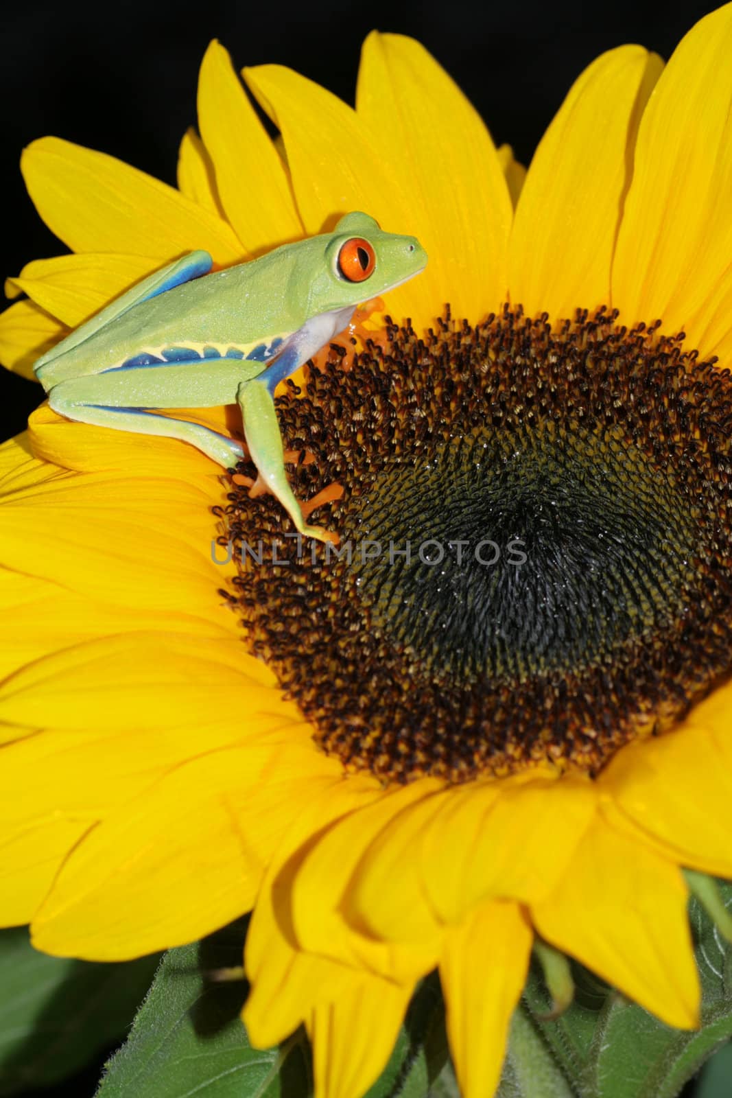 one of the most beautiful creatures on planet earth:the red eyed tree frog (agalychnis callidryas)