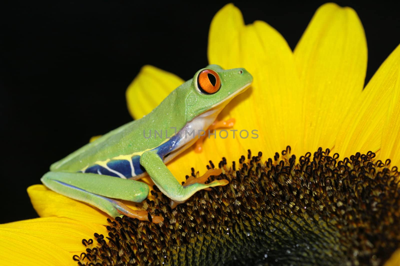 one of the most beautiful creatures on planet earth:the red eyed tree frog (agalychnis callidryas)