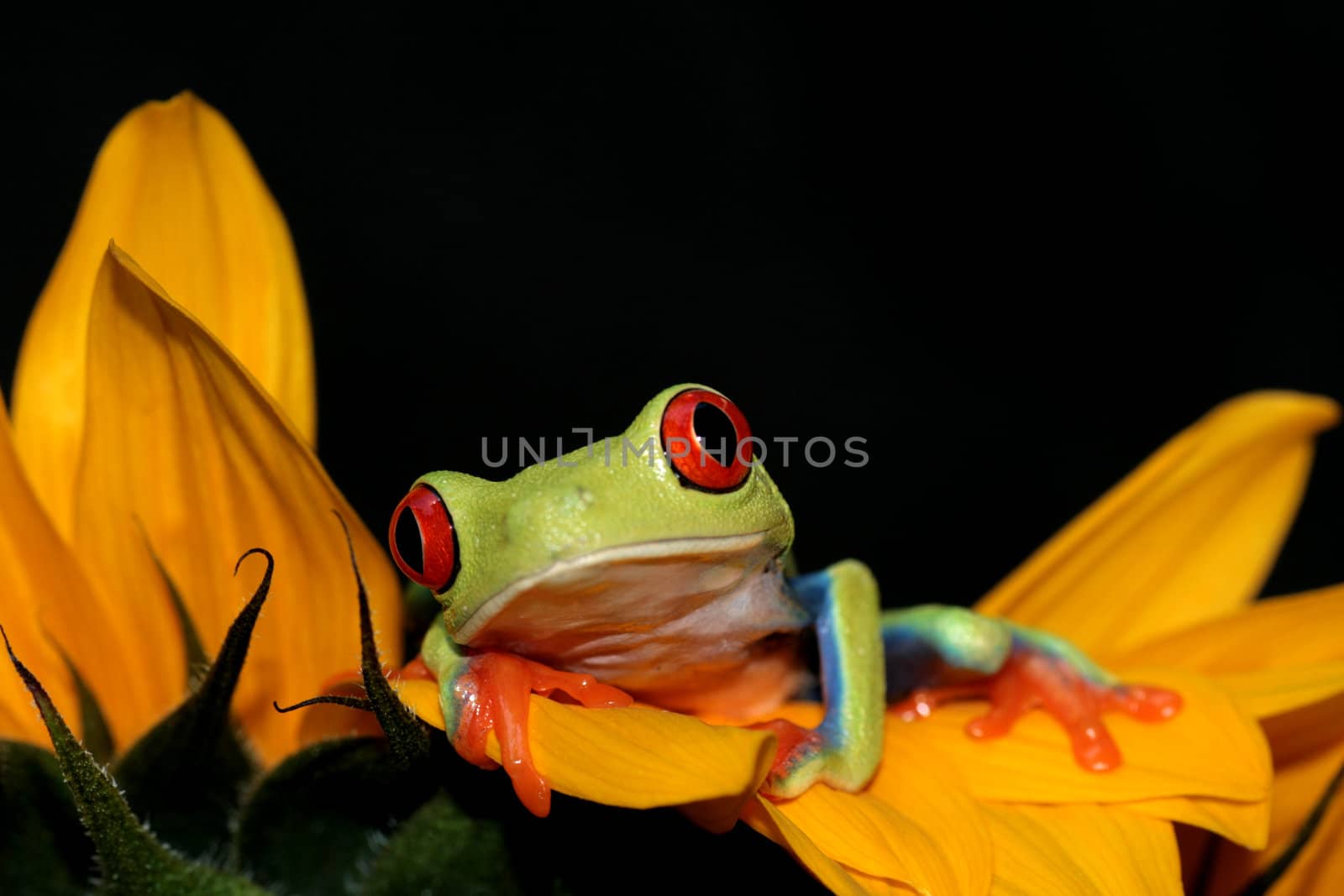 one of the most beautiful creatures on planet earth:the red eyed tree frog (agalychnis callidryas)