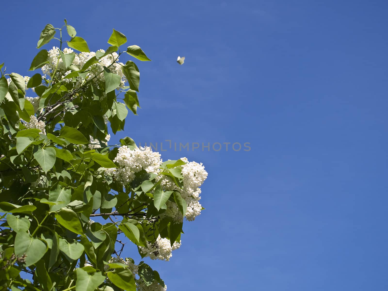 lilac and butterfly against the blue sky