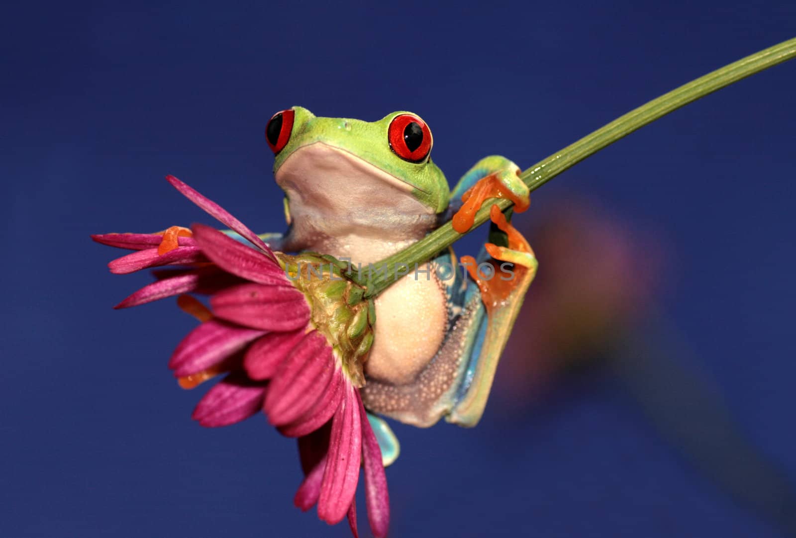 one of the most beautiful creatures on planet earth:the red eyed tree frog (agalychnis callidryas)