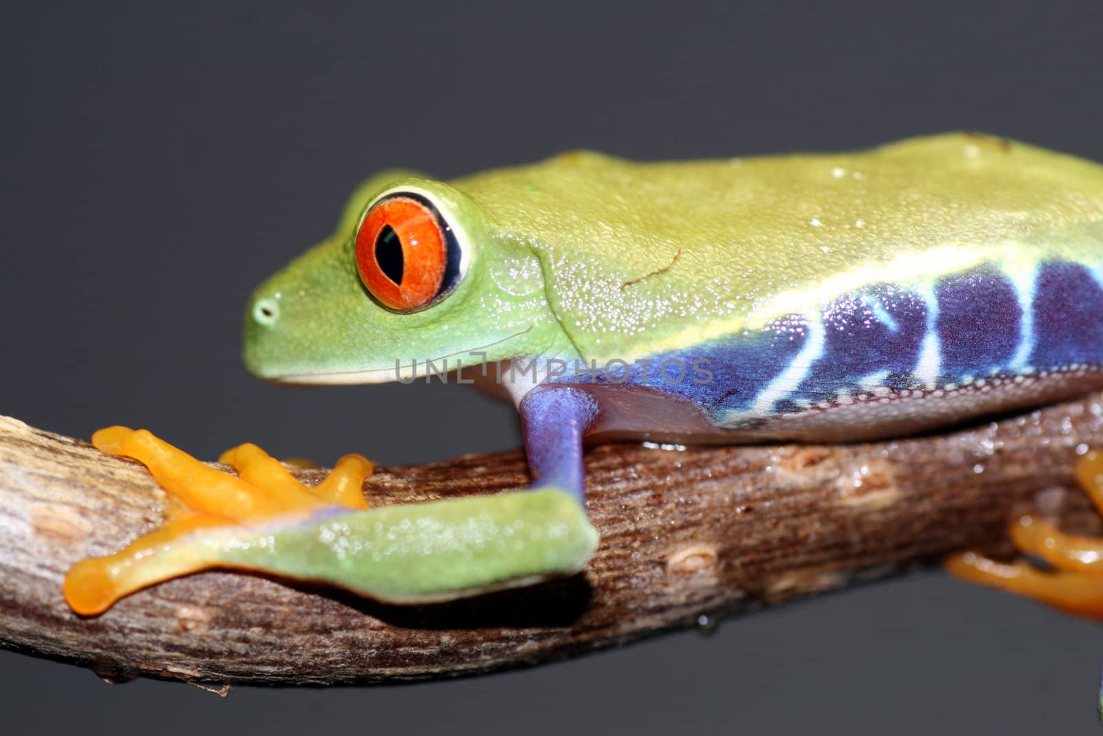 one of the most beautiful creatures on planet earth:the red eyed tree frog (agalychnis callidryas)