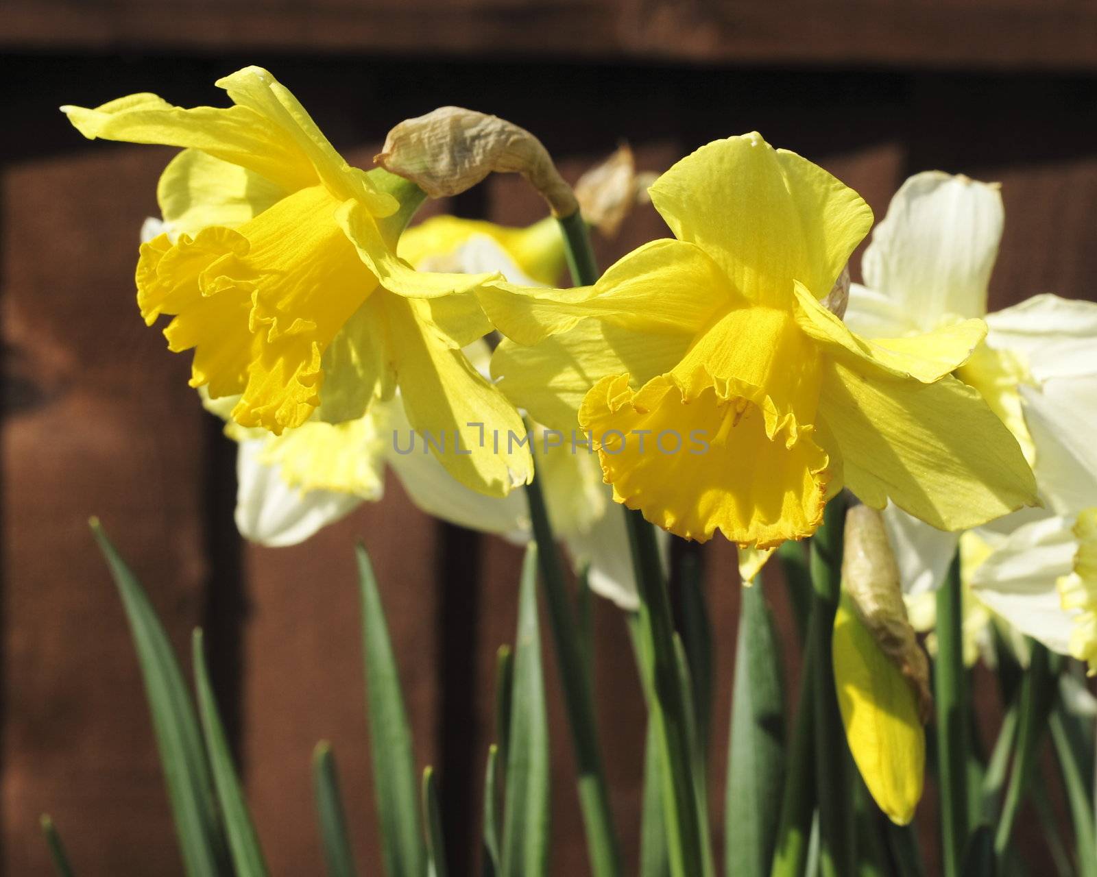 daffodils in the sunlight by leafy