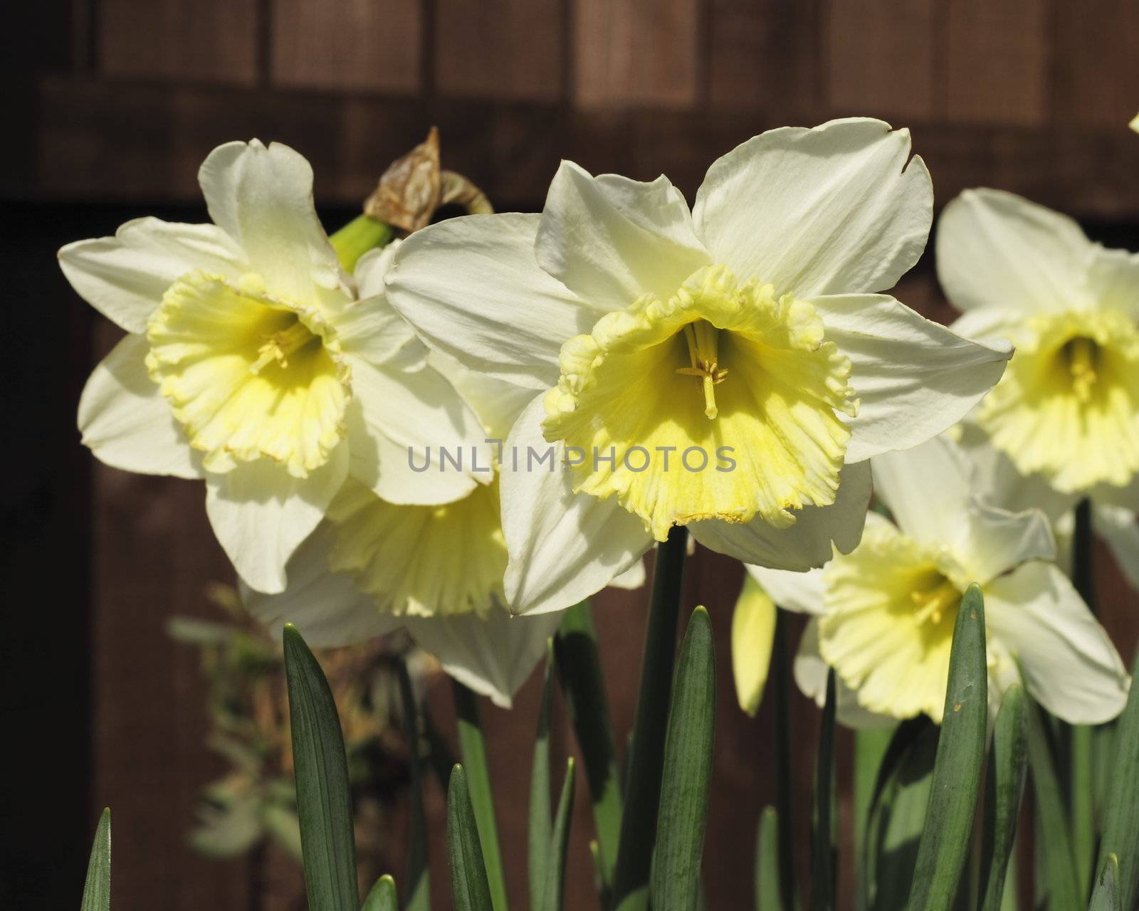 daffodils in the sunlight by leafy