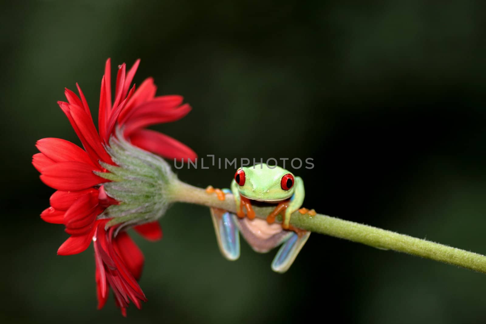 one of the most beautiful creatures on planet earth:the red eyed tree frog (agalychnis callidryas)