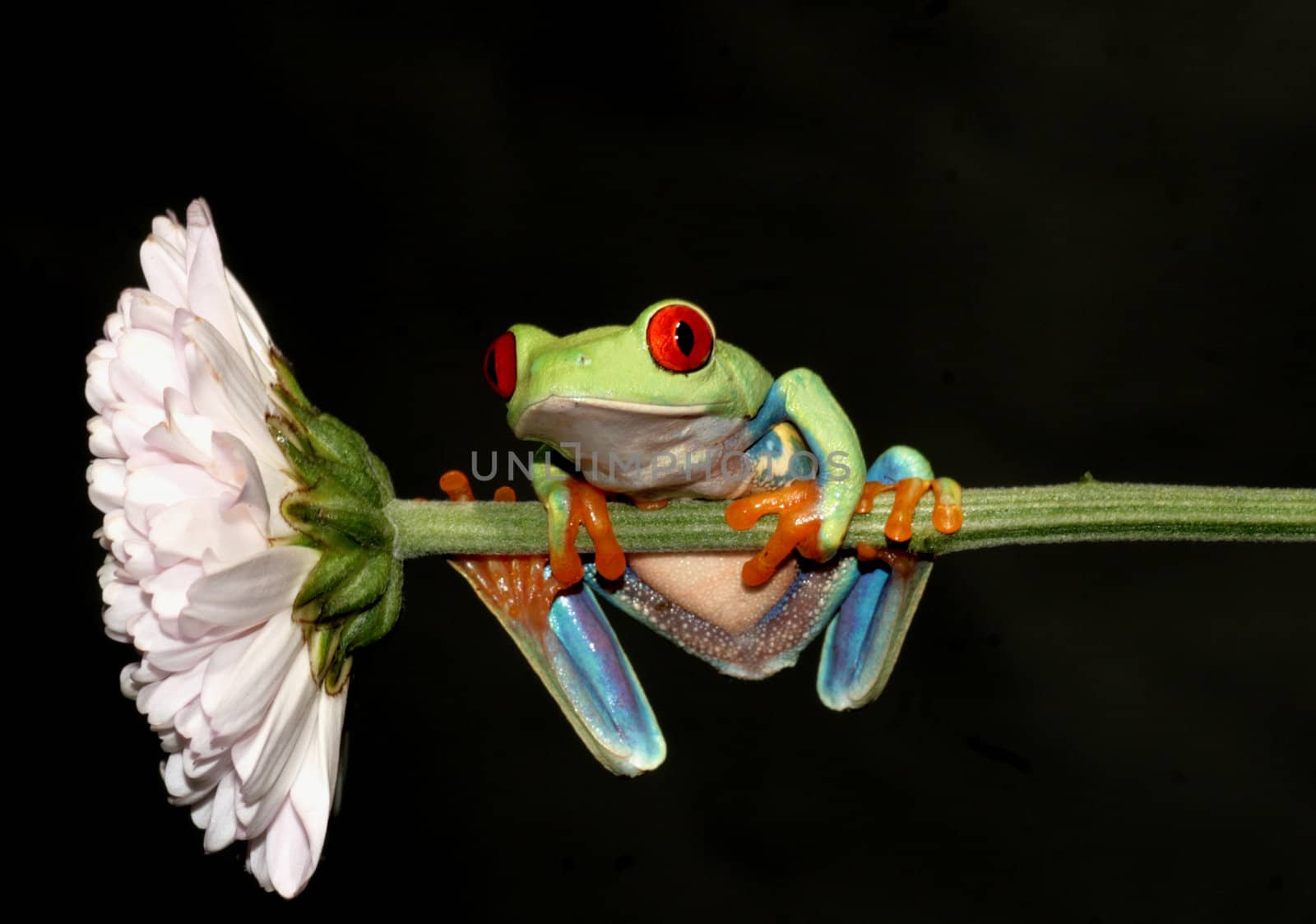 one of the most beautiful creatures on planet earth:the red eyed tree frog (agalychnis callidryas)