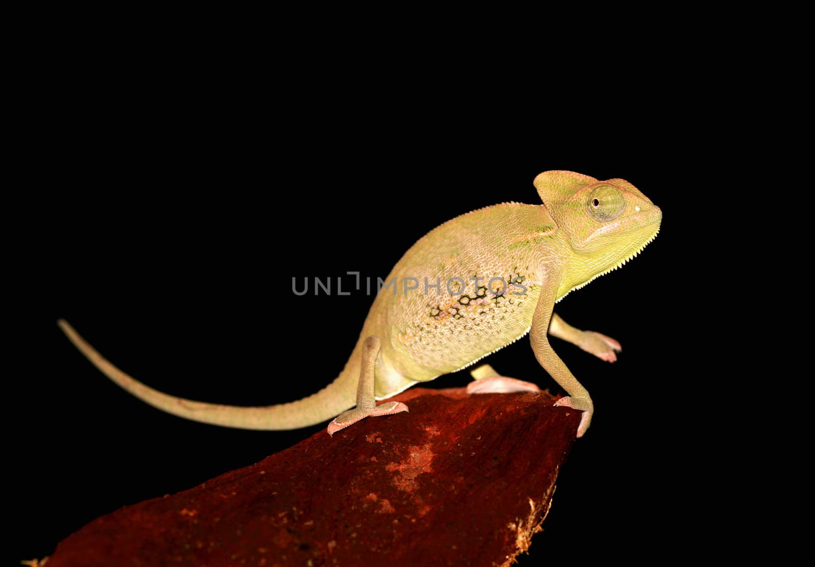 portrait of a young yemen/veiled chameleon(chameleo calyptratus).