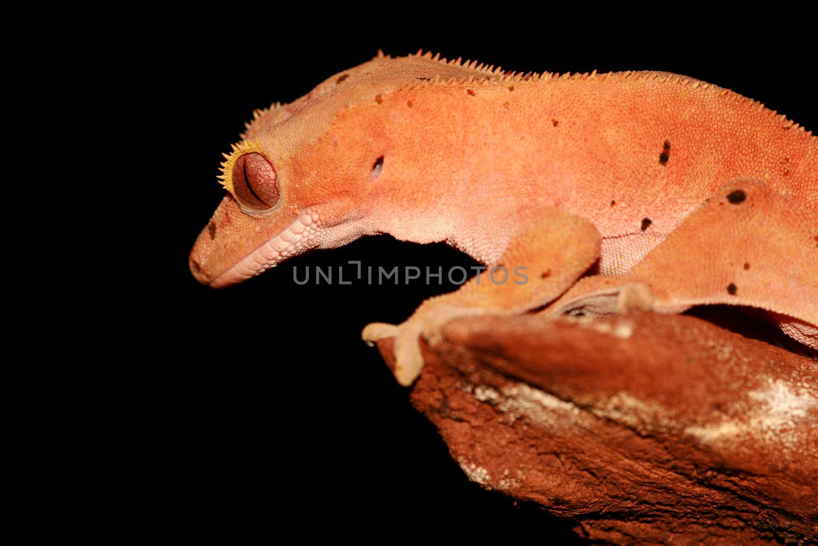 new caledonian/crested gecko (R.ciliatus)