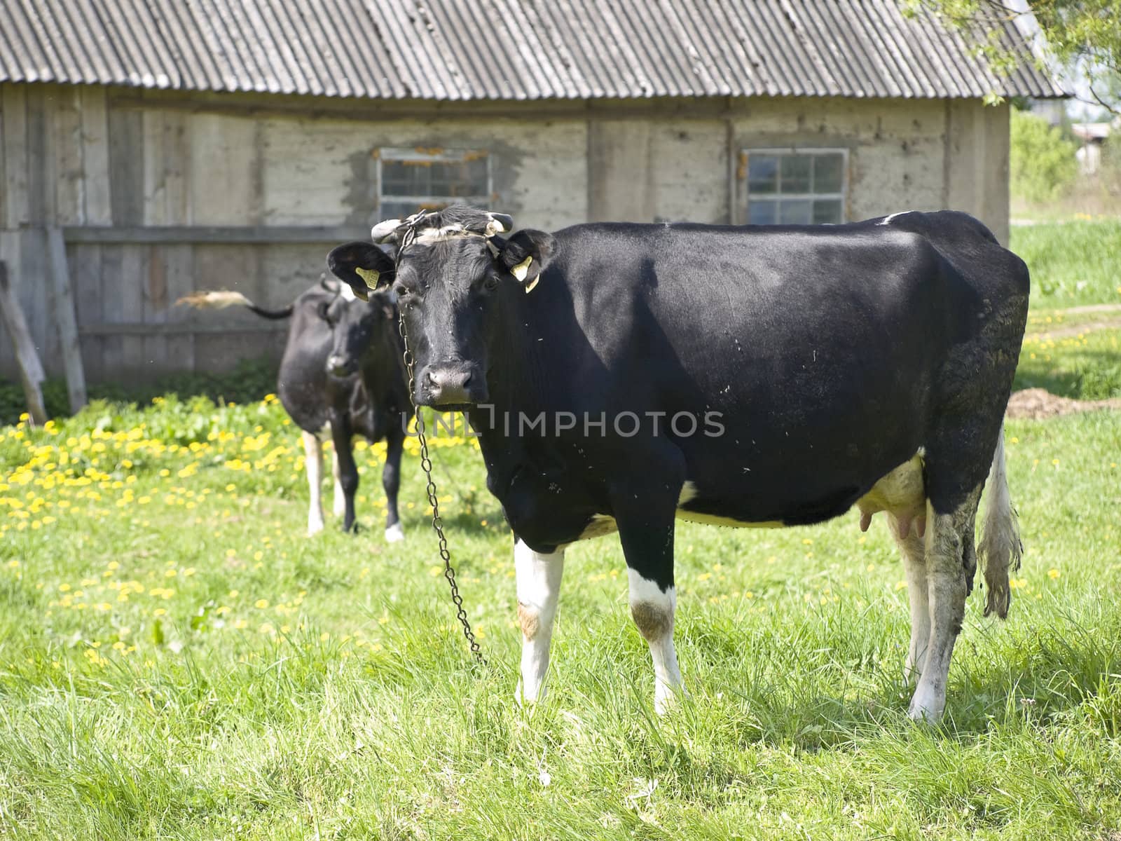 Two cows at the green grass against the old house