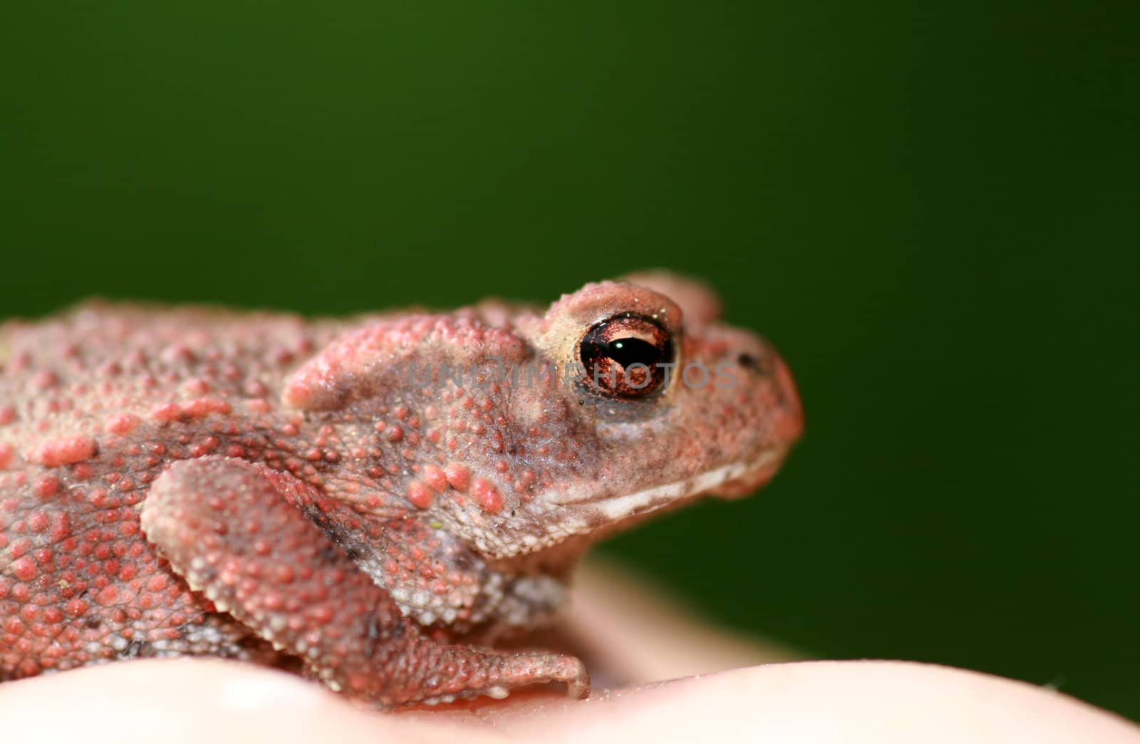 the common toad(bufo bufo)