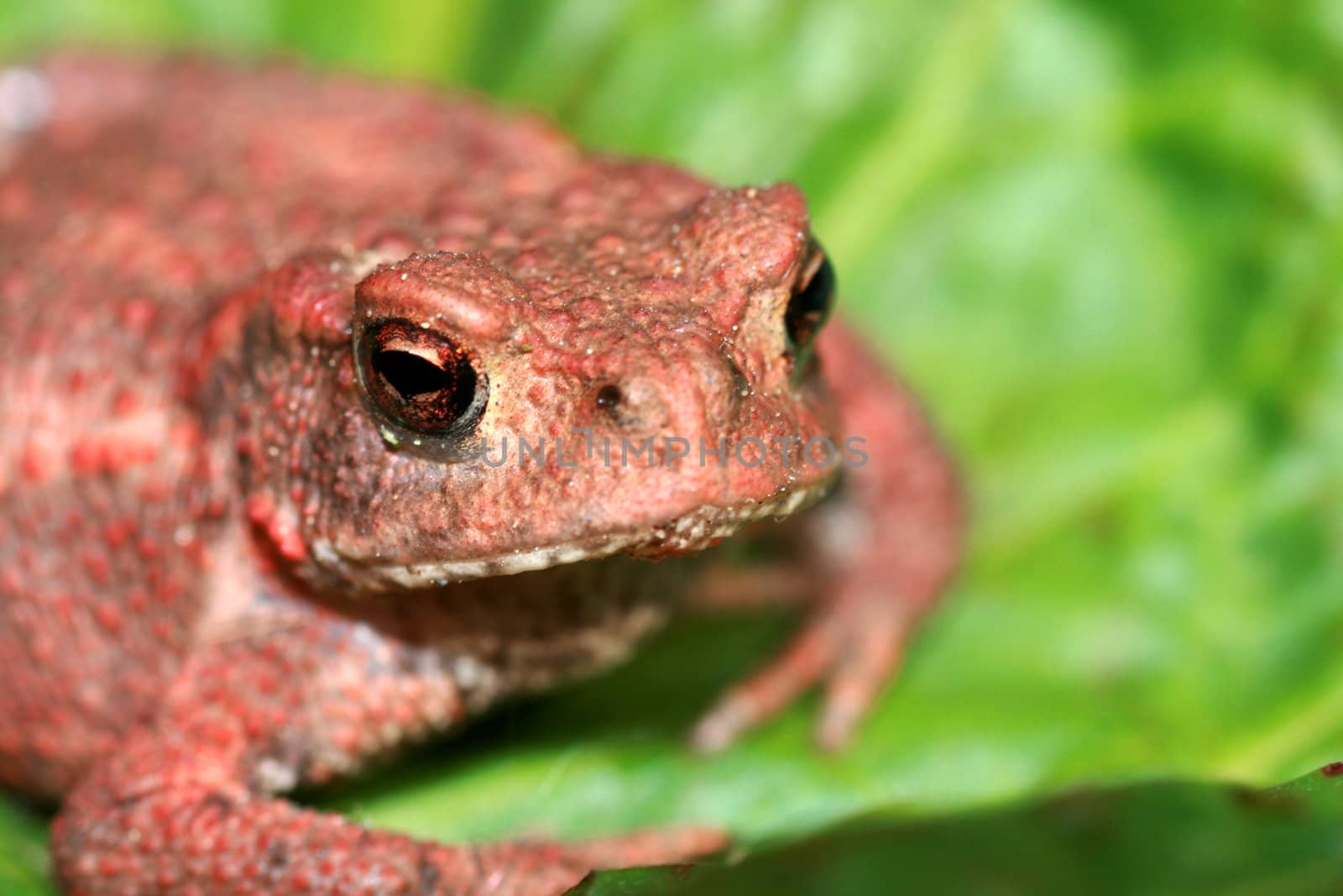 the common toad(bufo bufo)