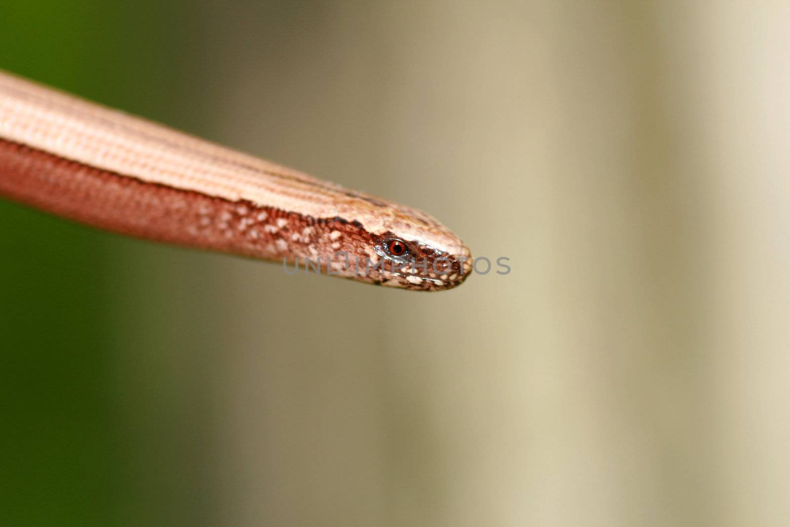 portrait of a slowworm (anguis fragilis)