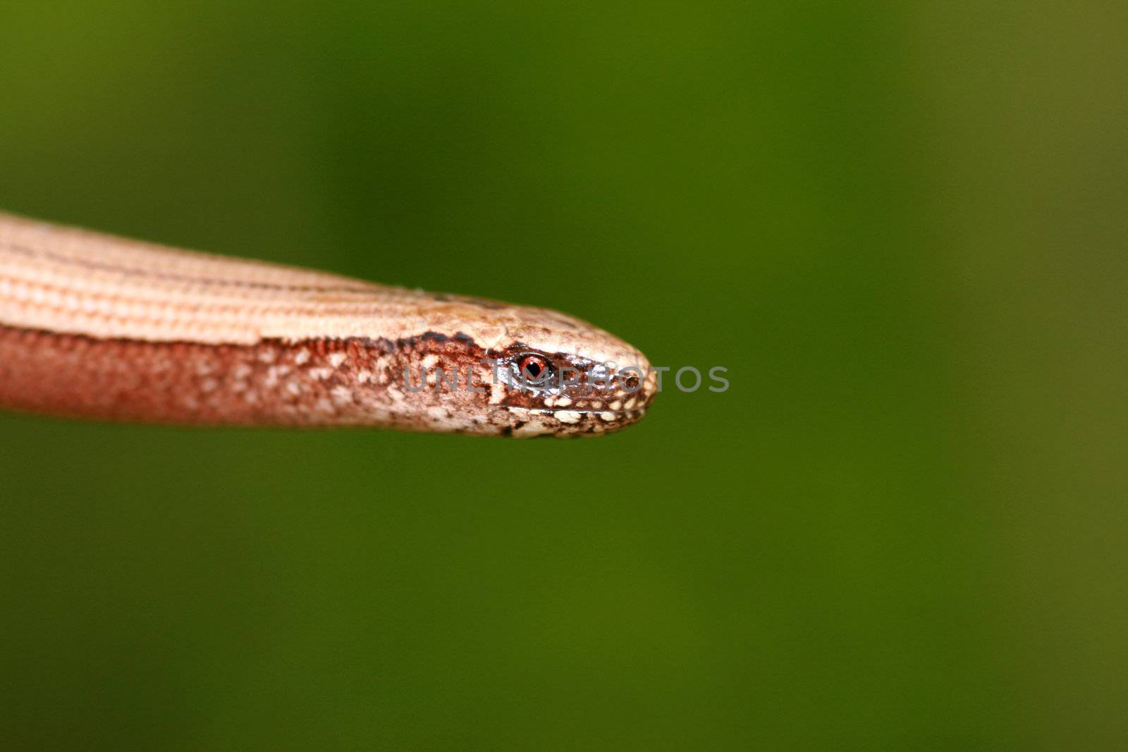 portrait of a slowworm (anguis fragilis)