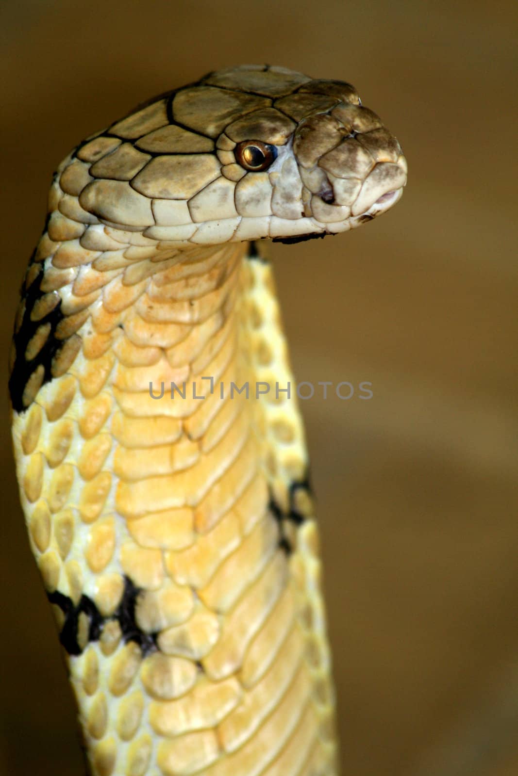 king cobra by taboga