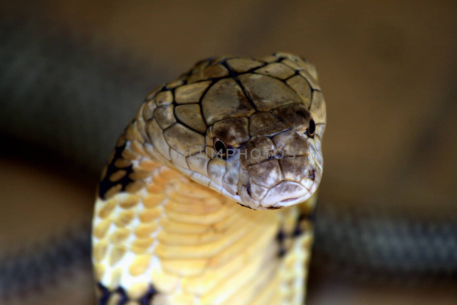 The mighty king cobra-One of the most poisonous snakes in the world.