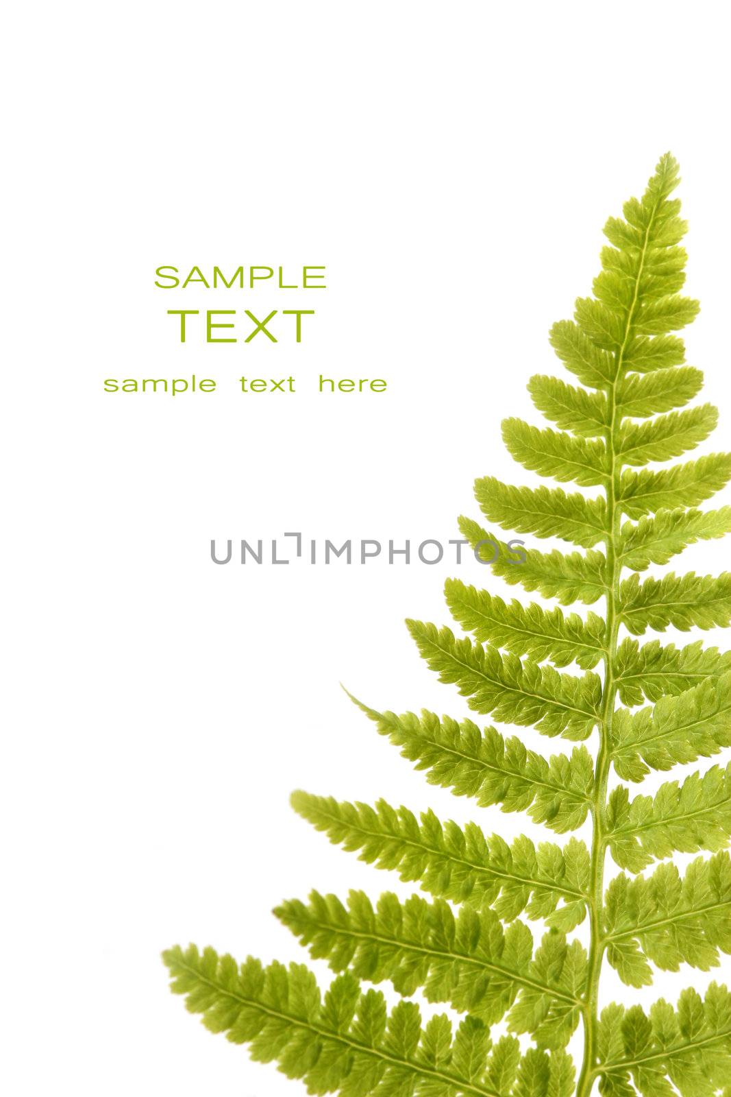 Fern leaf isolated on a white by Sandralise