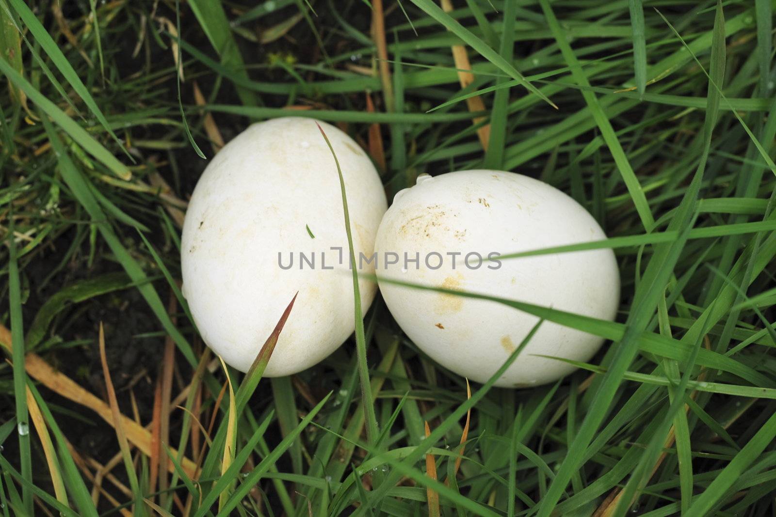 two eggs  in the grass by leafy