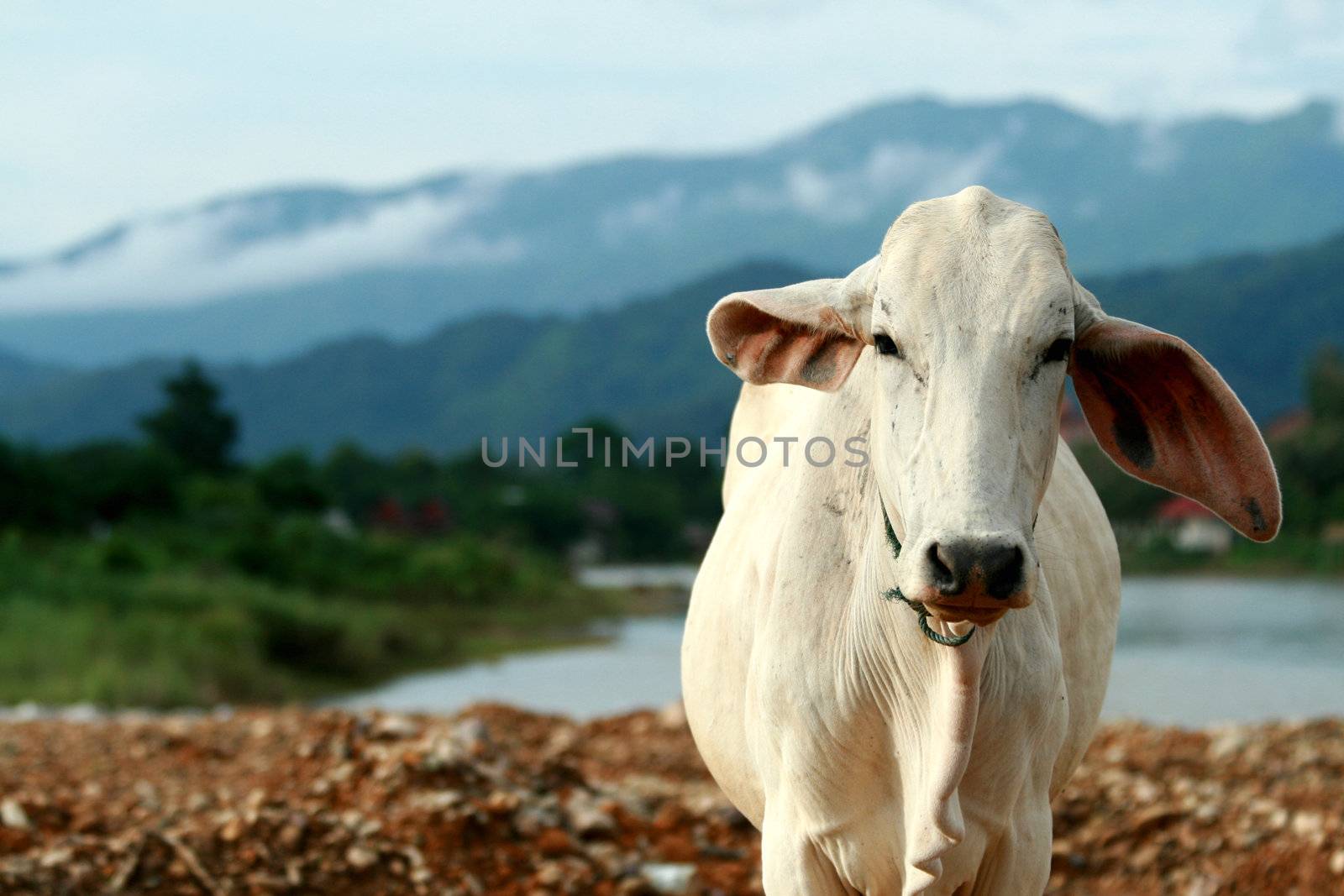 the beautiful landscape of vang vieng,laos by taboga