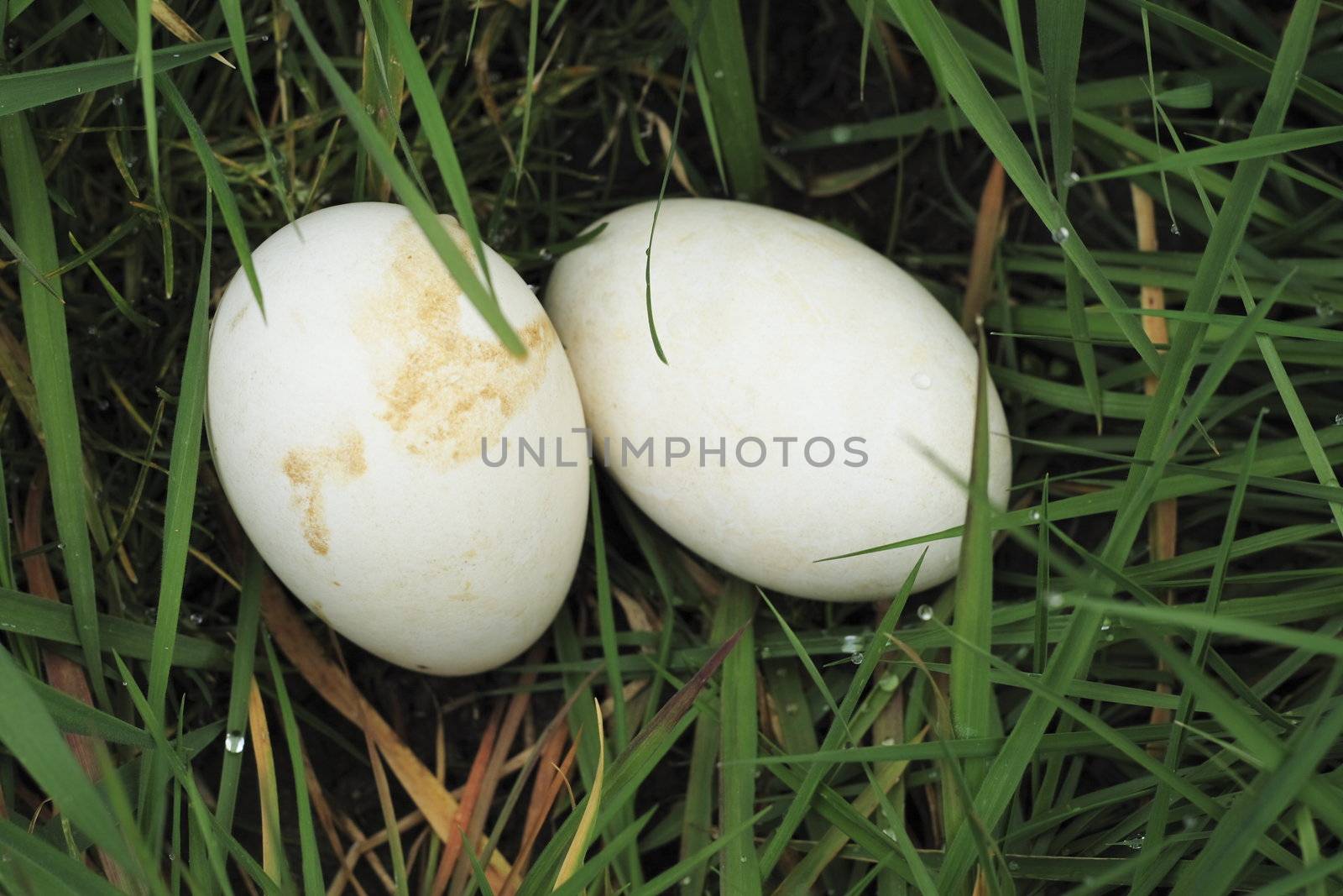 two eggs  in the grass by leafy
