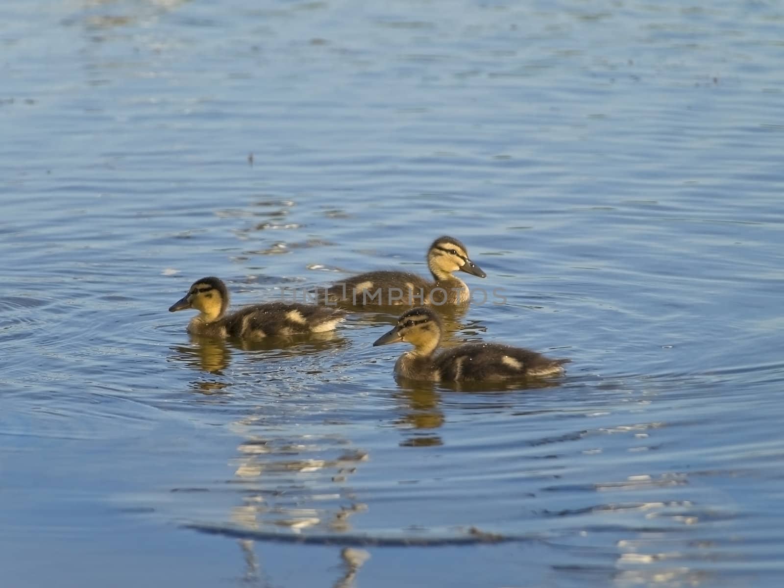 little ducklings swimming at the blue lake