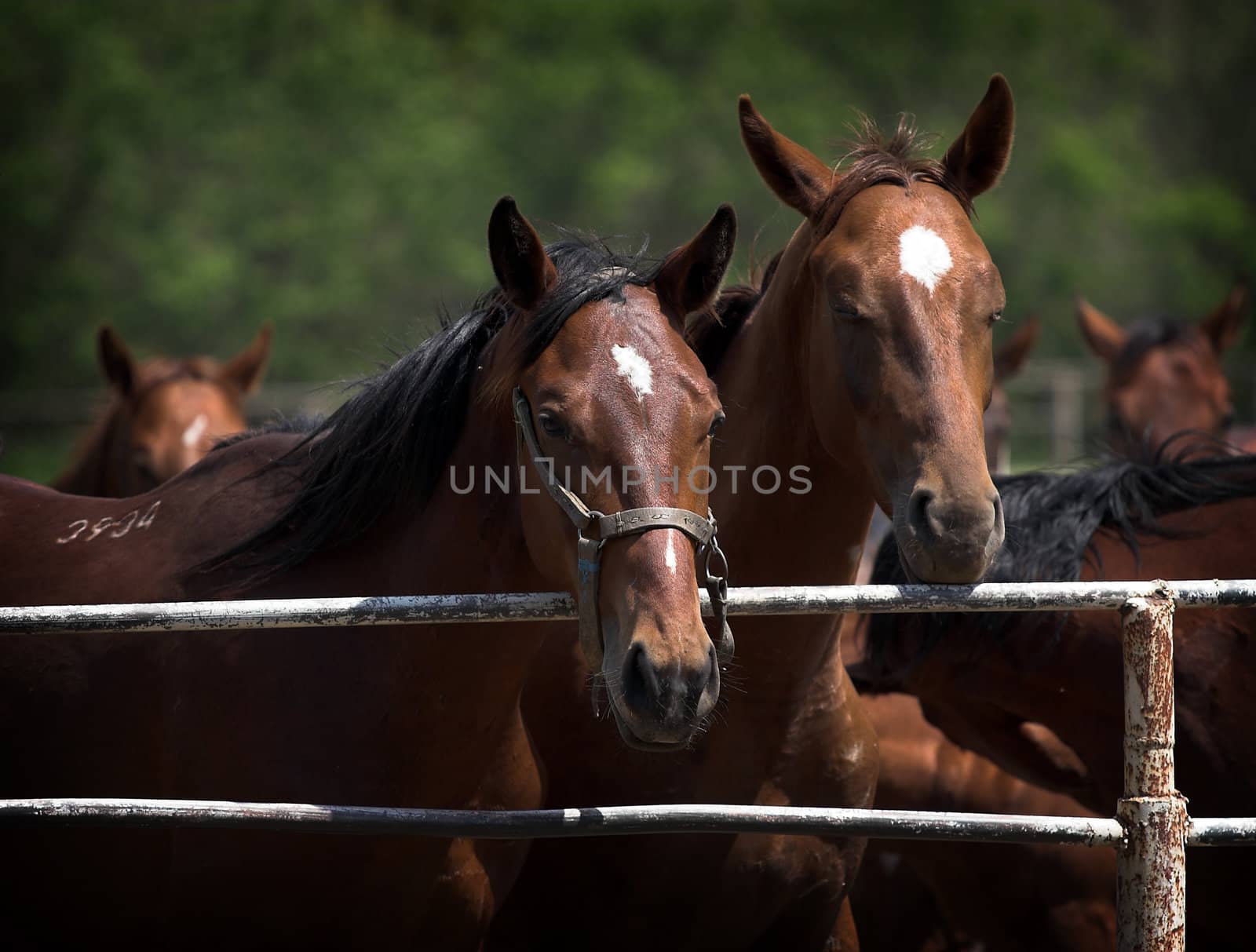 Portrait of  horses in the countryside