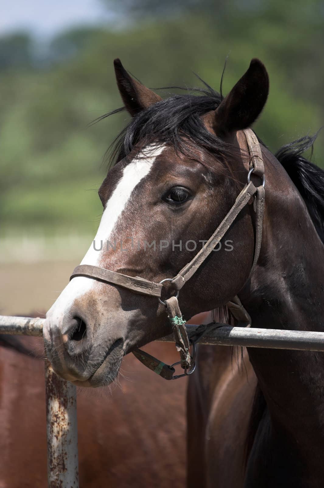 Portrait of  horse in the countryside