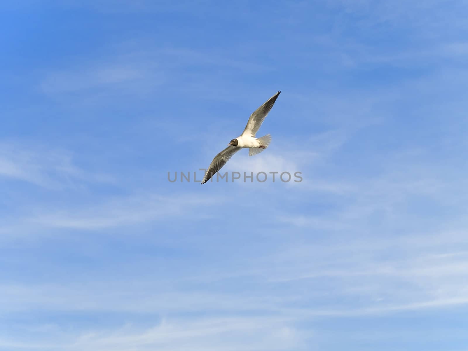 Single flying seagul against the blue sky 