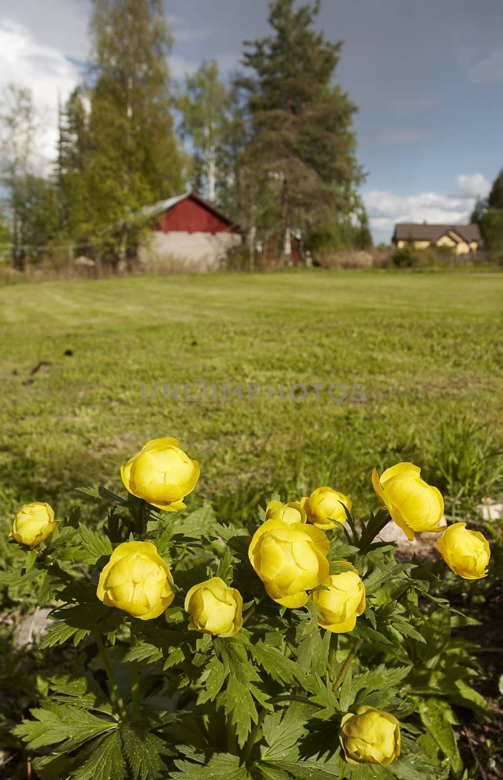 Countryside spring landscape 