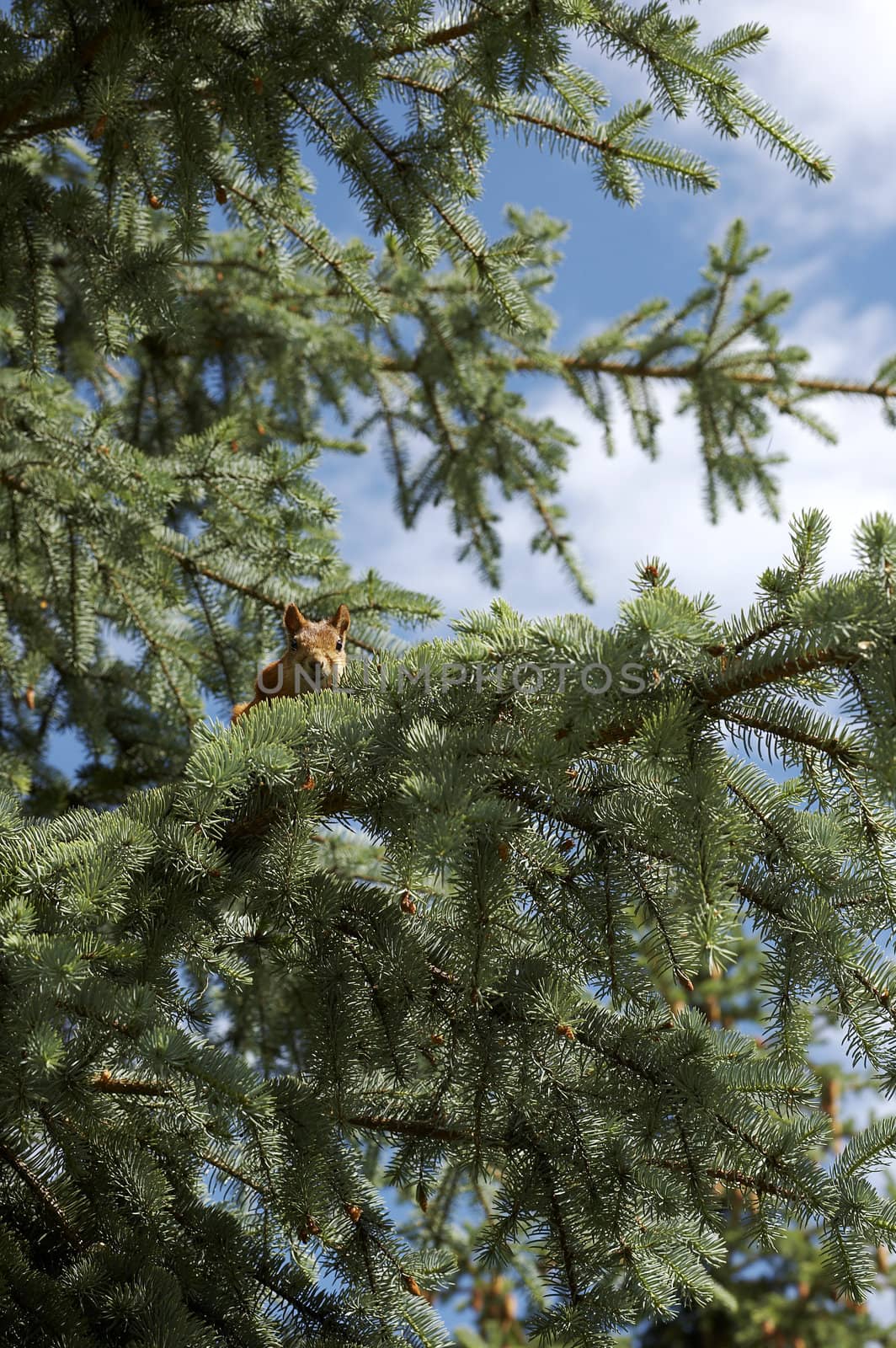 Squirell looking straight to the camera from tree branch