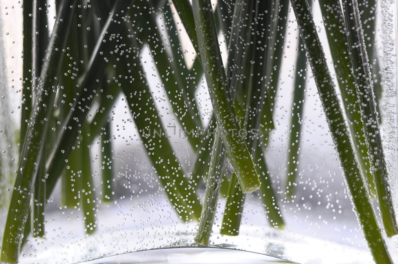 green stems in a glass vase, surrounded by air bubbles
