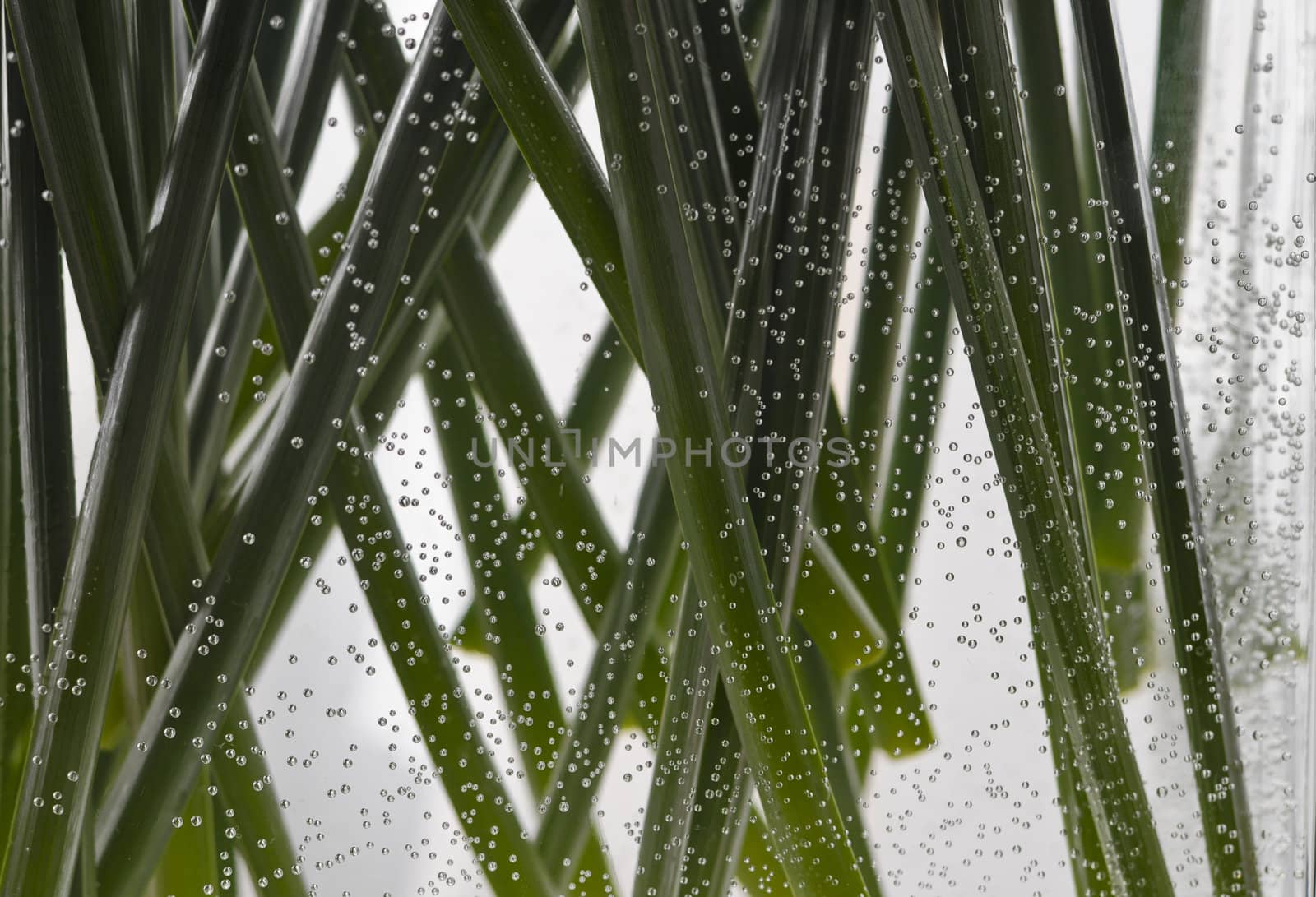 green stems in a glass vase, surrounded by air bubbles
