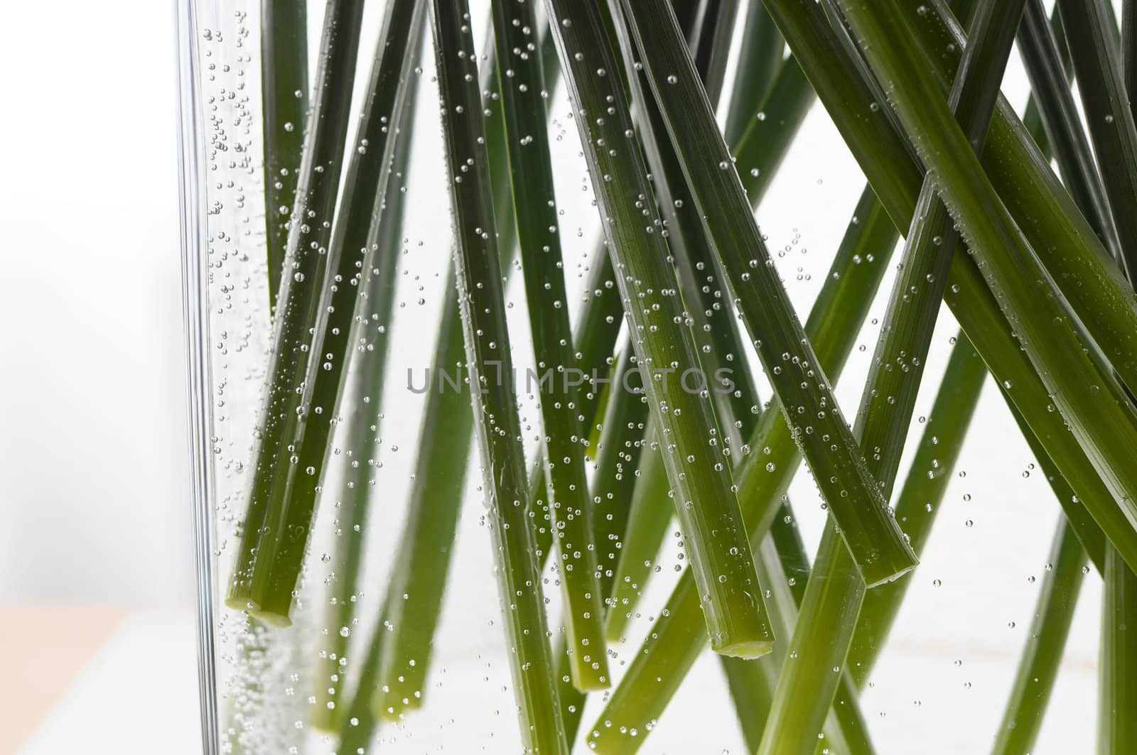 green stems in a glass vase, surrounded by air bubbles
